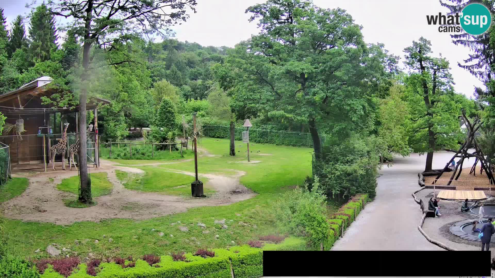 Webcam Zoo Ljubljana – Jirafas