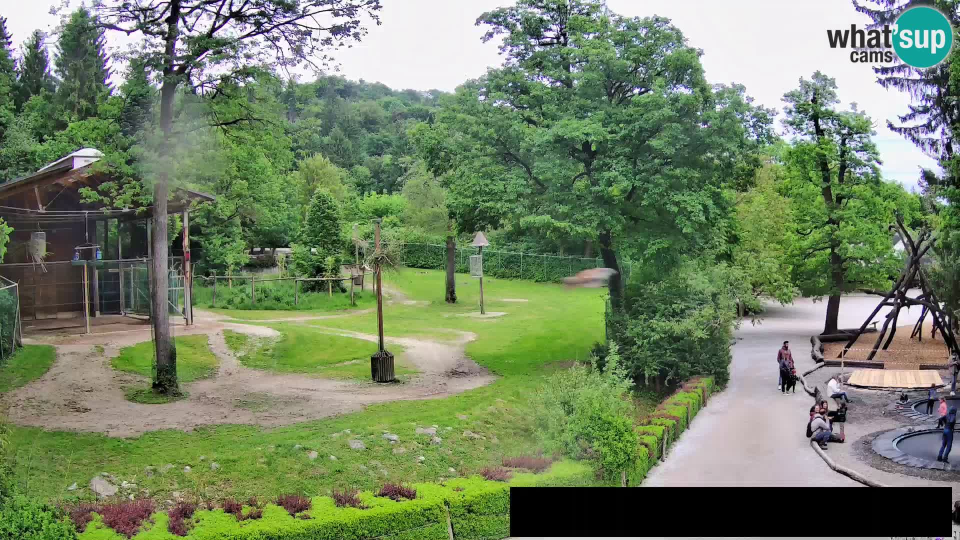 Webcam live Zoo Lubiana – Giraffe