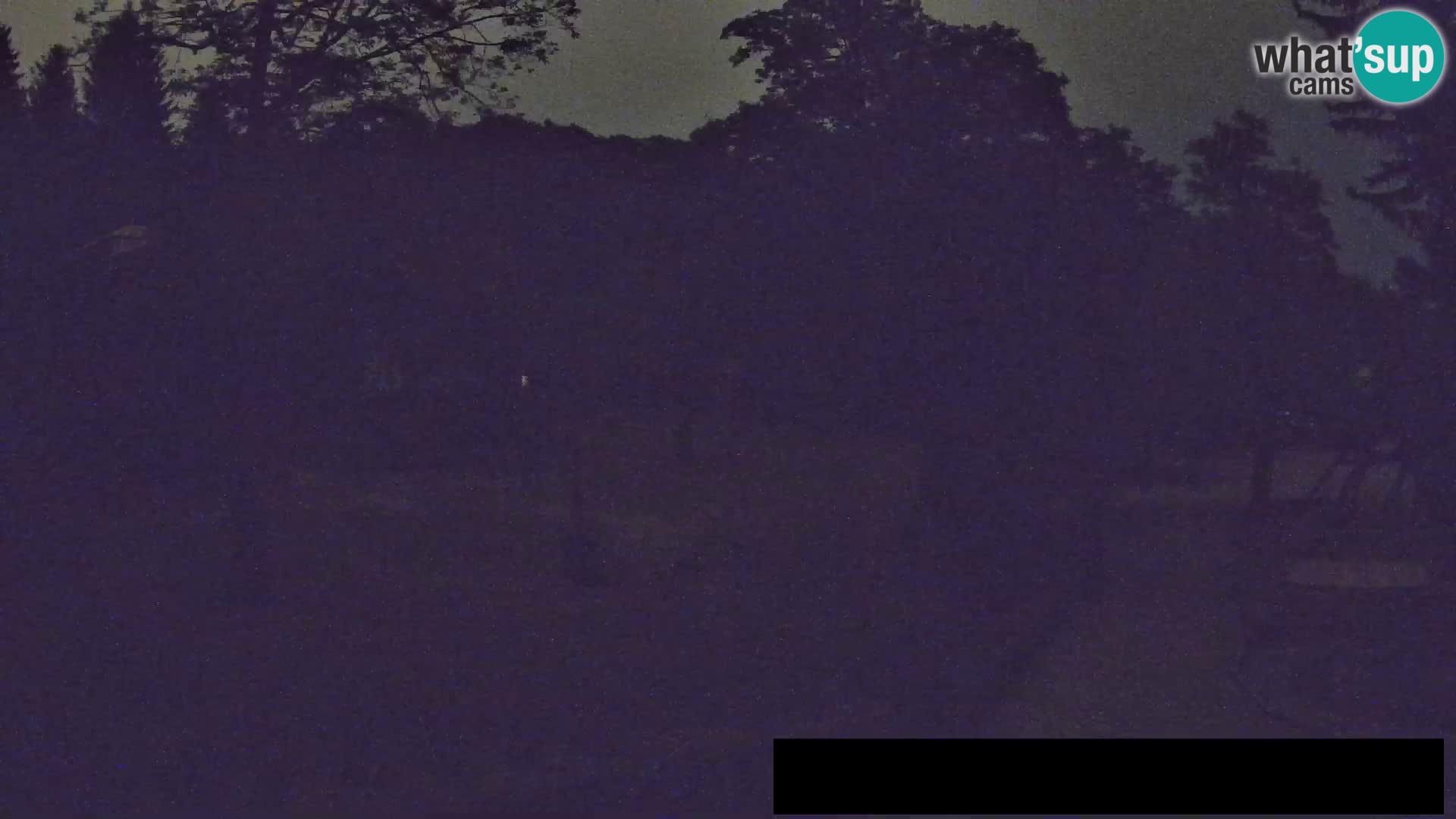 Webcam Zoo Ljubljana – Giraffen