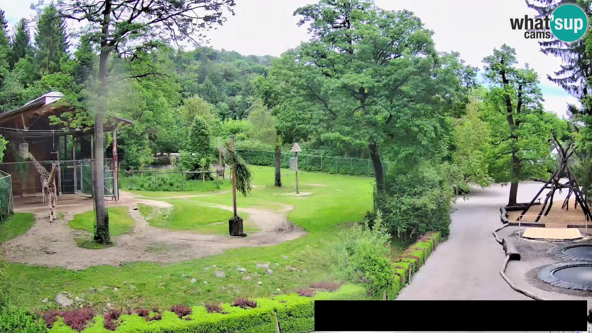 Webcam Zoo Ljubljana – Jirafas
