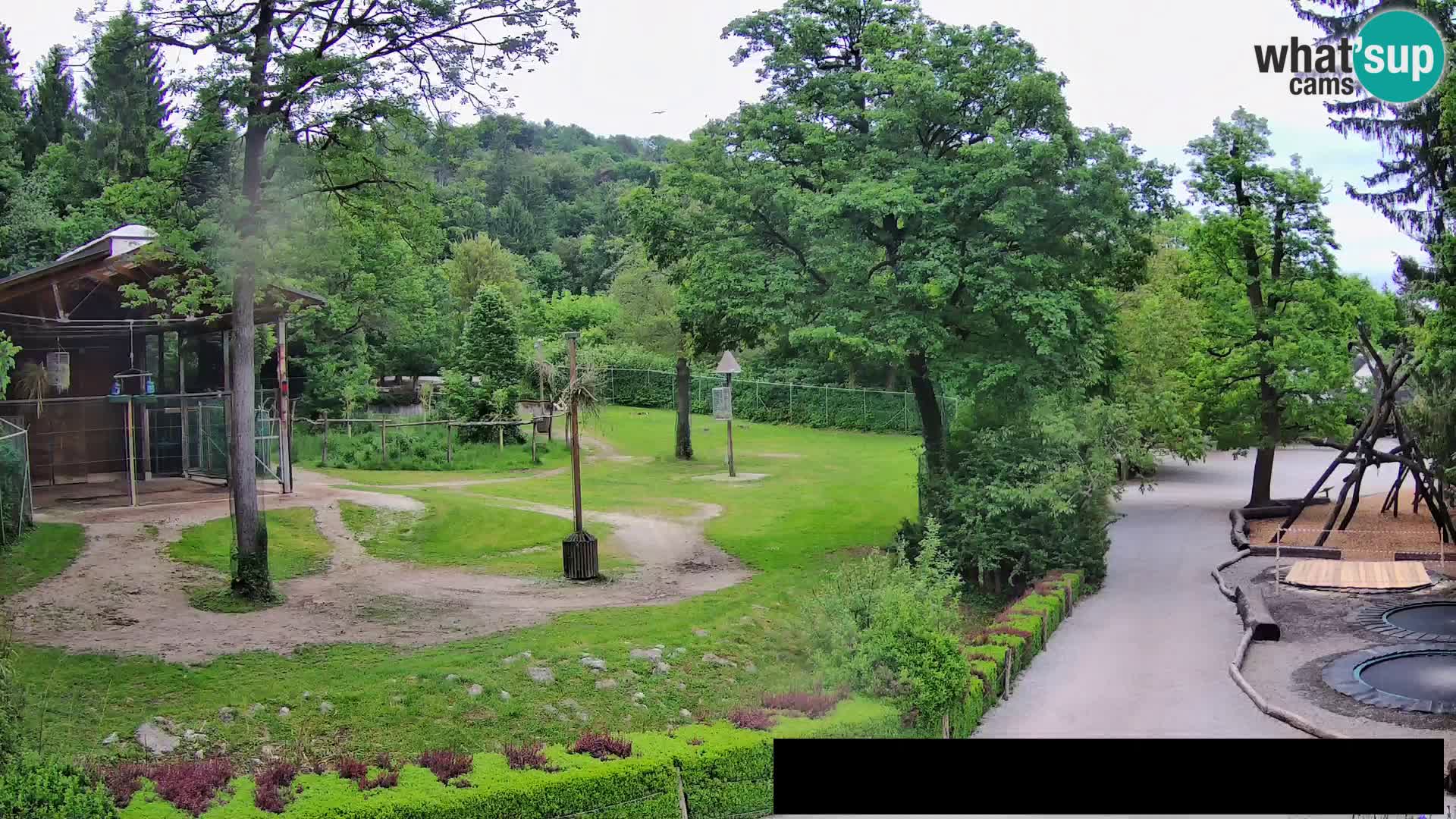 Webcam Zoo Ljubljana – Giraffes