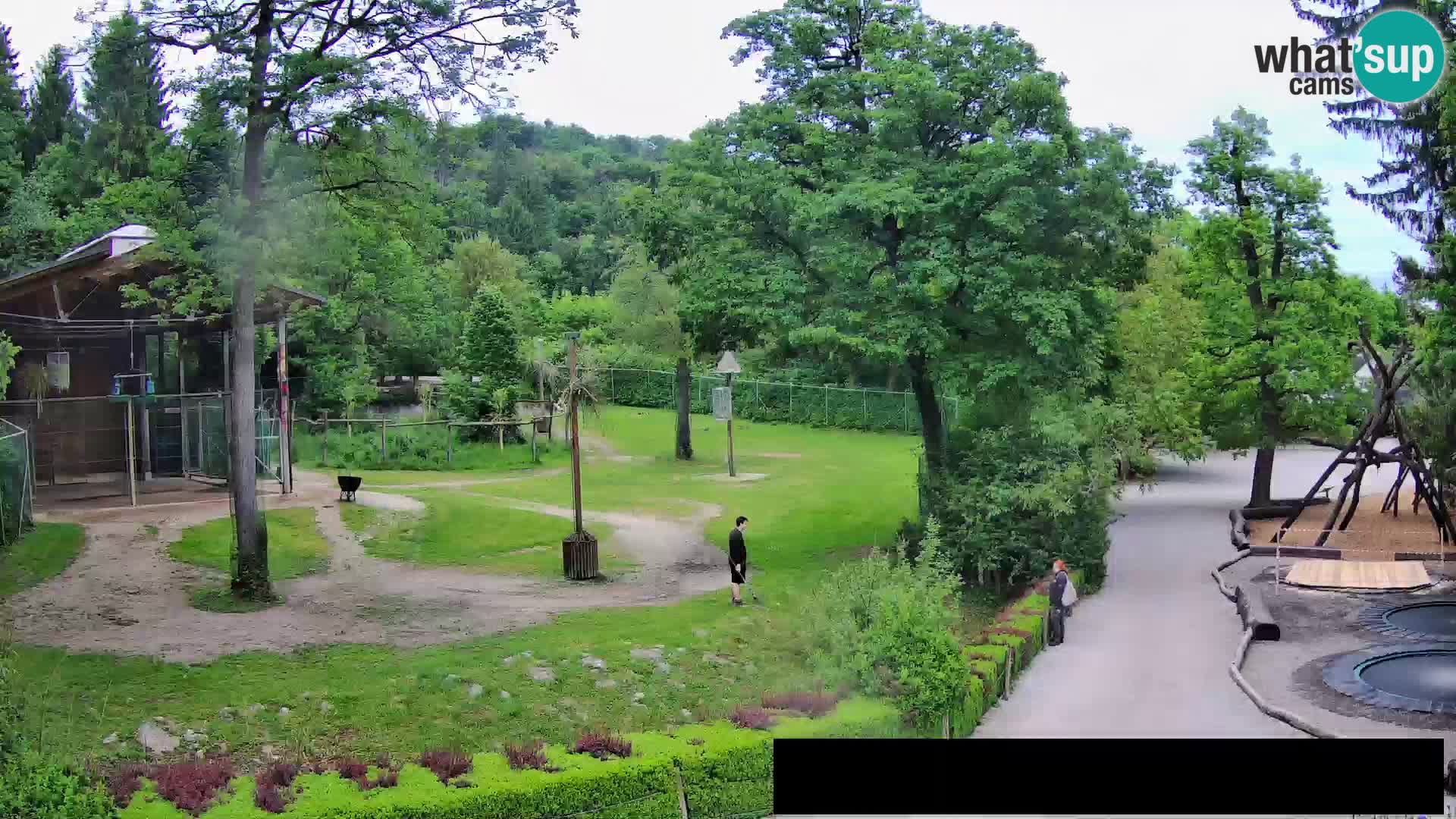 Webcam Zoo Ljubljana – Giraffes