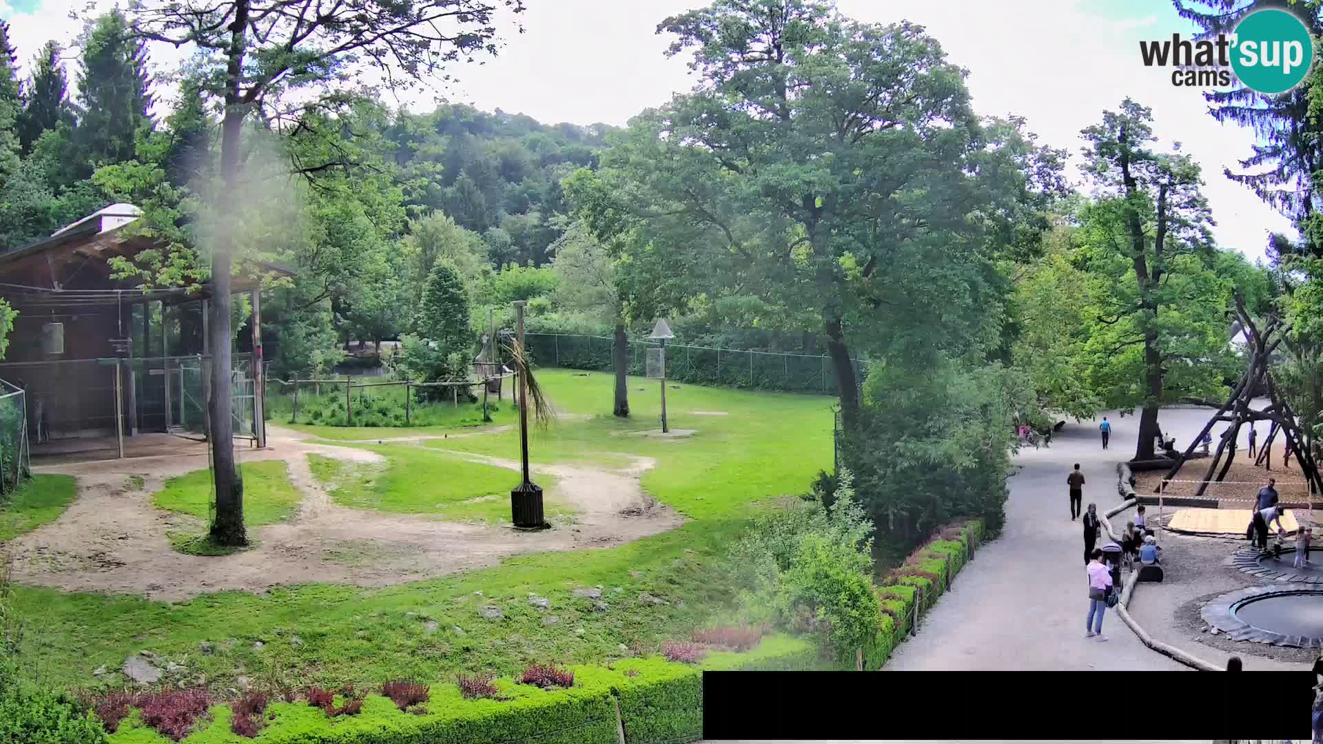 Webcam live Zoo Lubiana – Giraffe