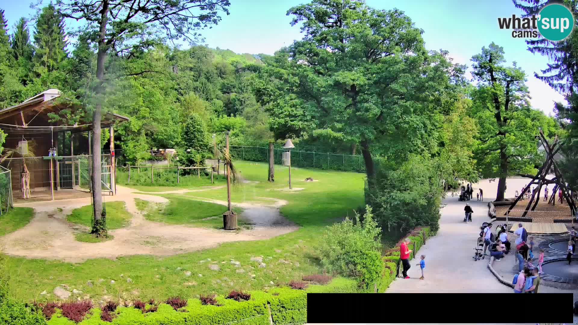 Webcam Zoo Ljubljana – Giraffes