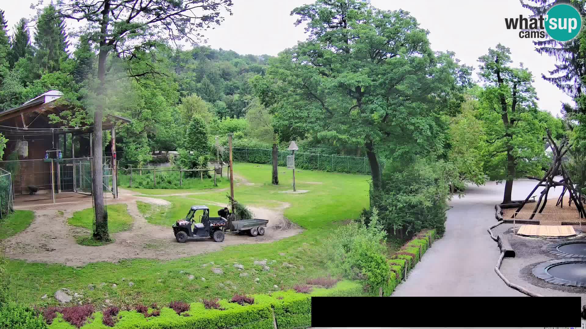 Webcam live Zoo Lubiana – Giraffe