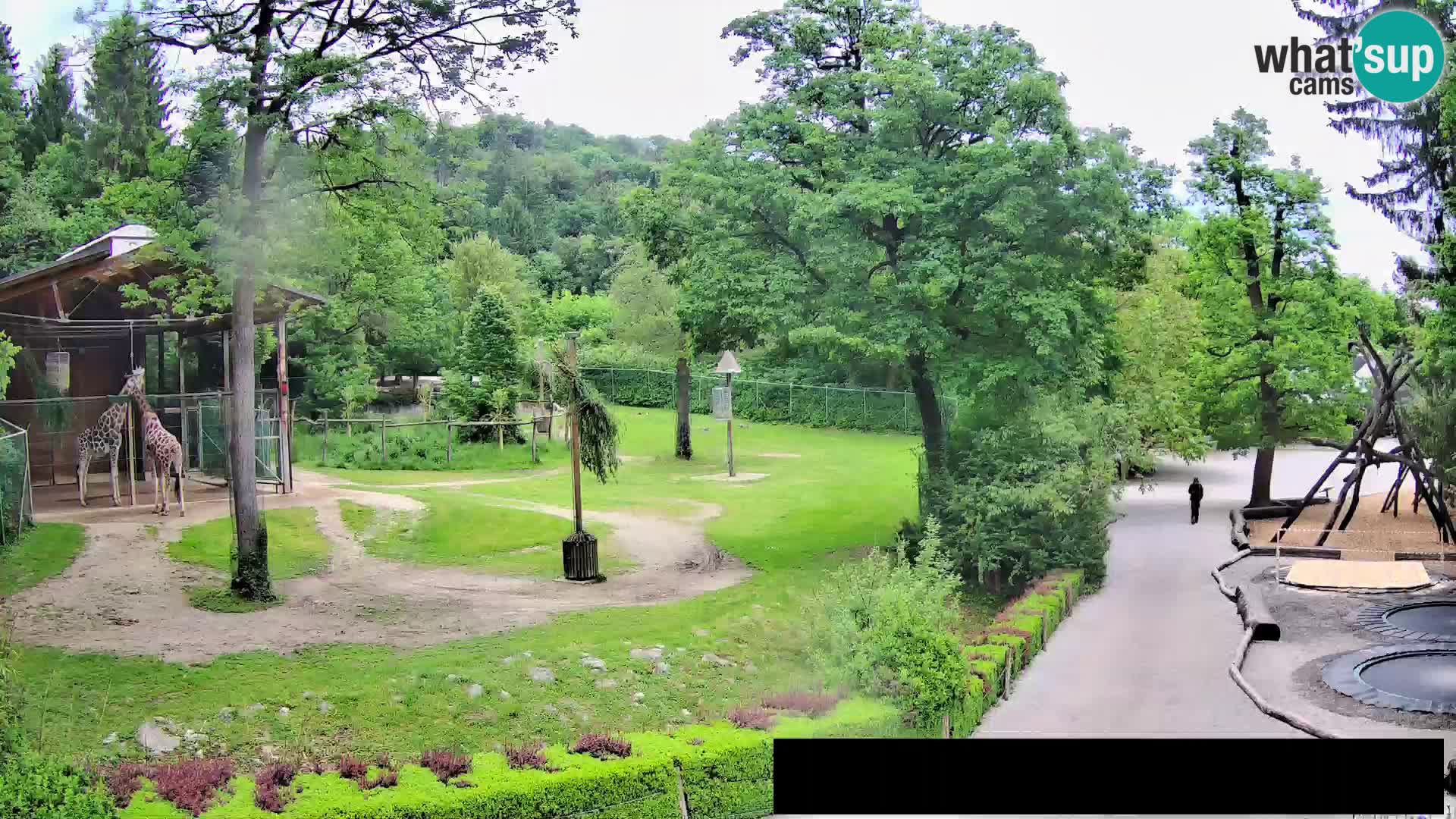 Webcam Zoo Ljubljana – Giraffes