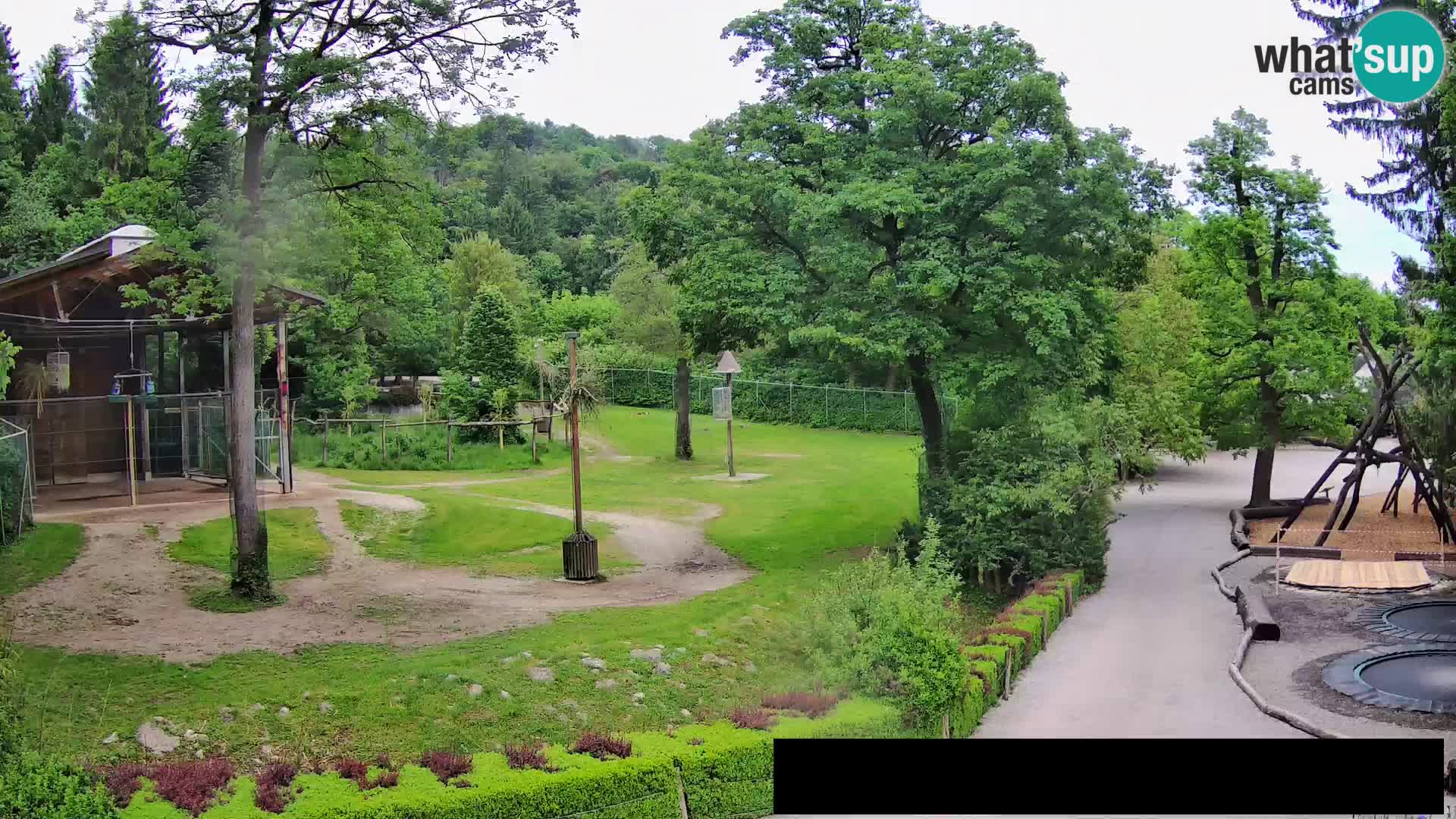 Webcam live Zoo Lubiana – Giraffe