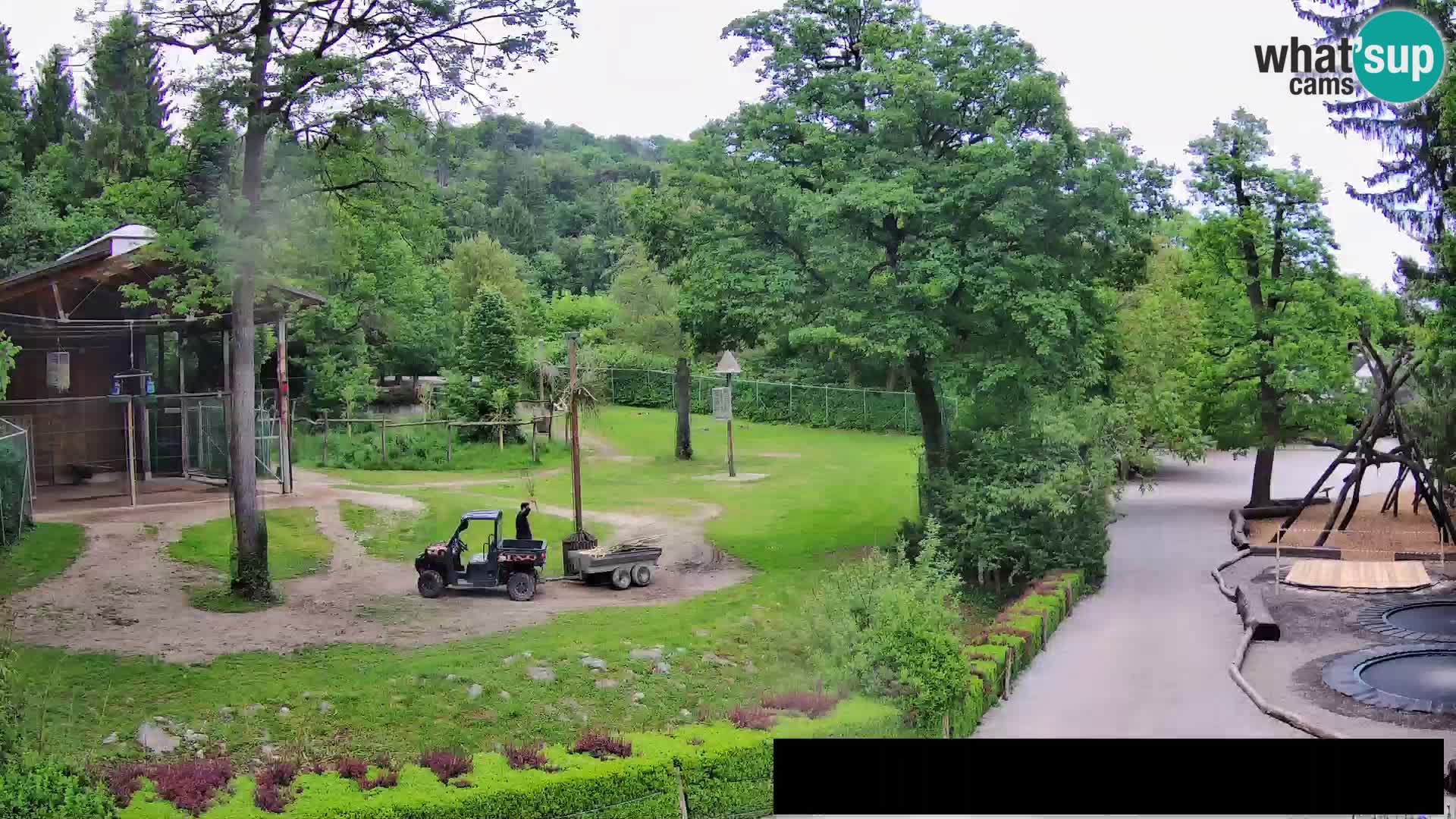 Spletna kamera Živalski vrt Ljubljana – Žirafe