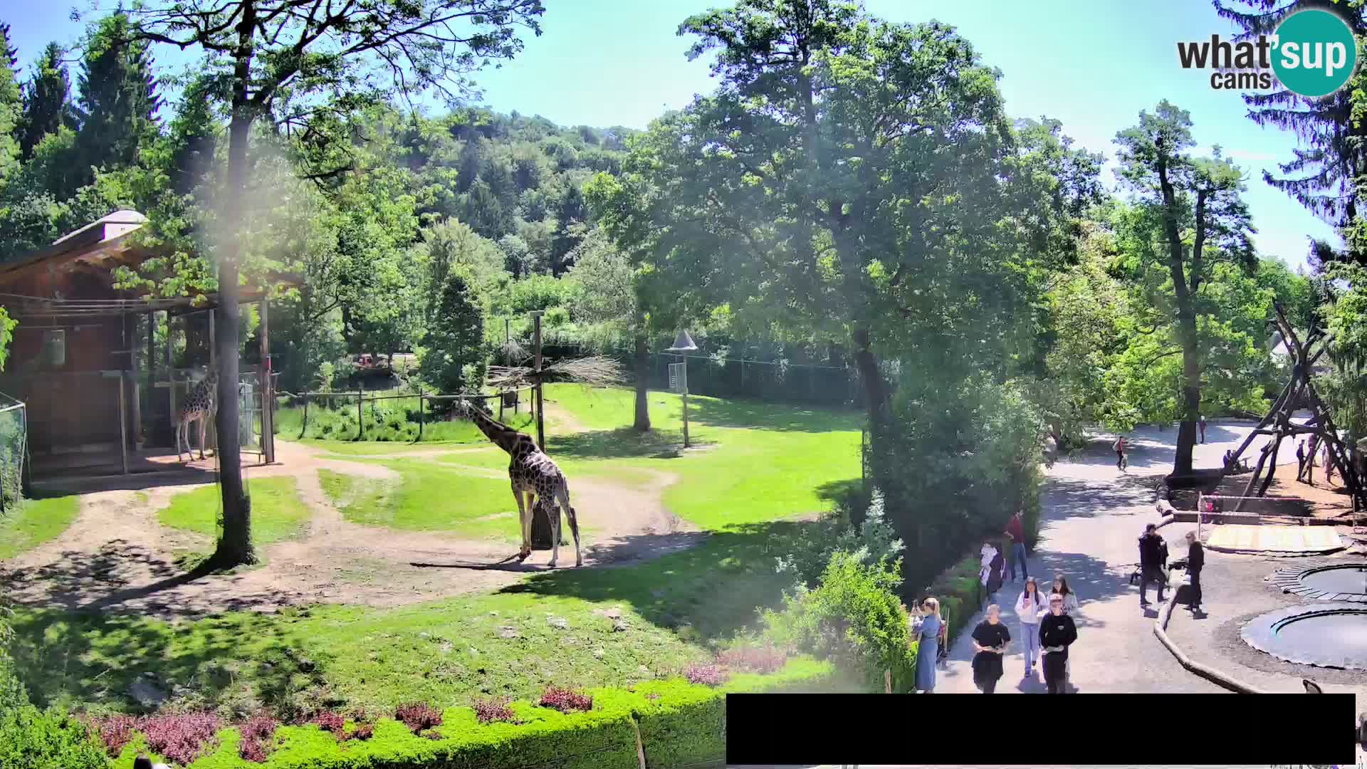 Webcam Zoo Ljubljana – Giraffen