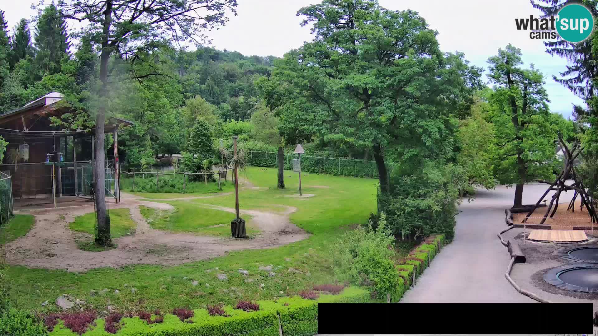 Webcam Zoo Ljubljana – Jirafas