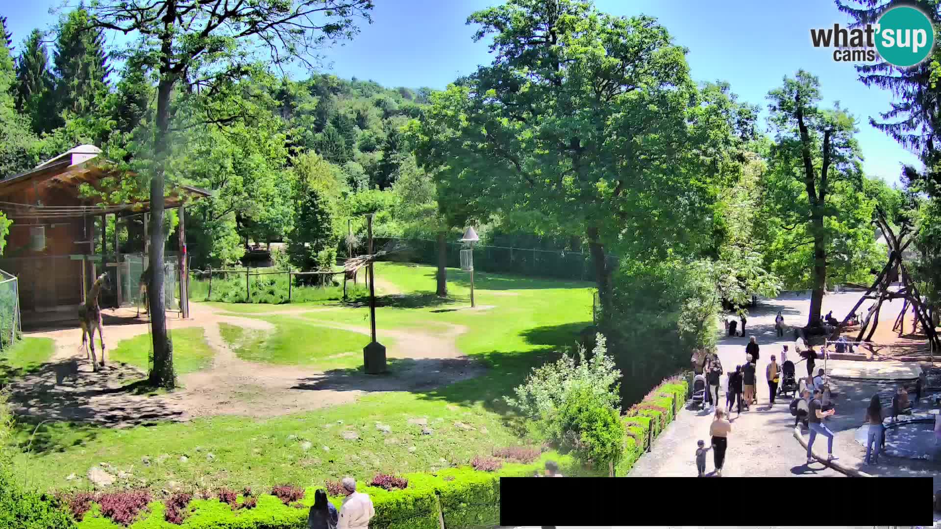 Web kamera Zoo Ljubljana – Žirafe