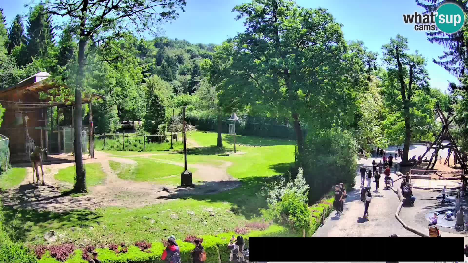 Webcam Zoo Ljubljana – Giraffes