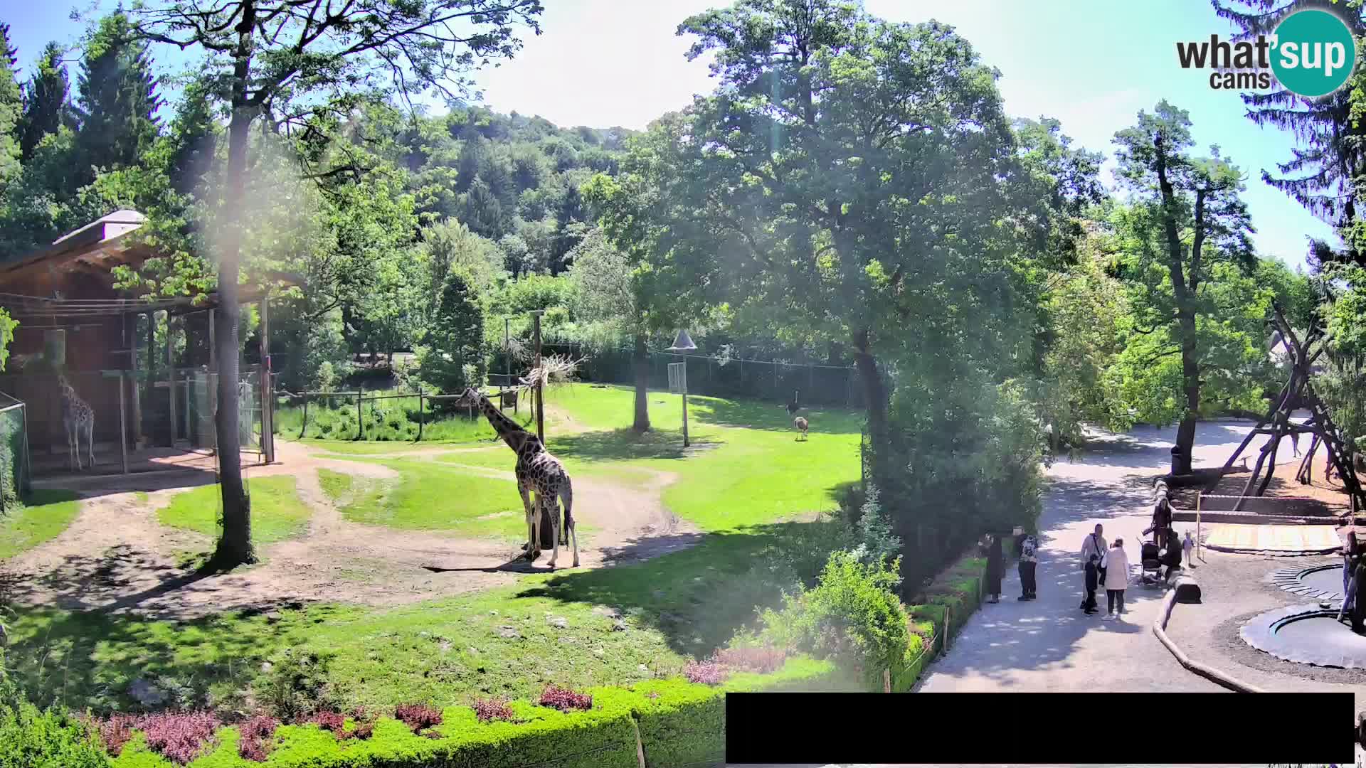 Webcam Zoo Ljubljana – Giraffes