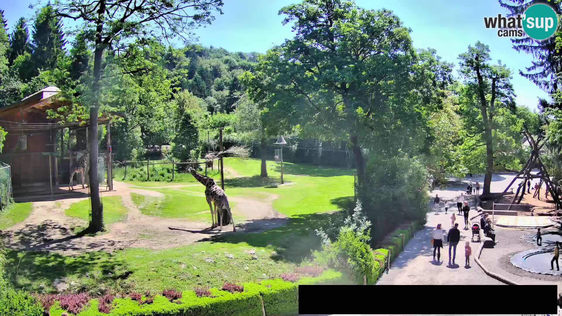 Webcam Zoo Ljubljana – Jirafas