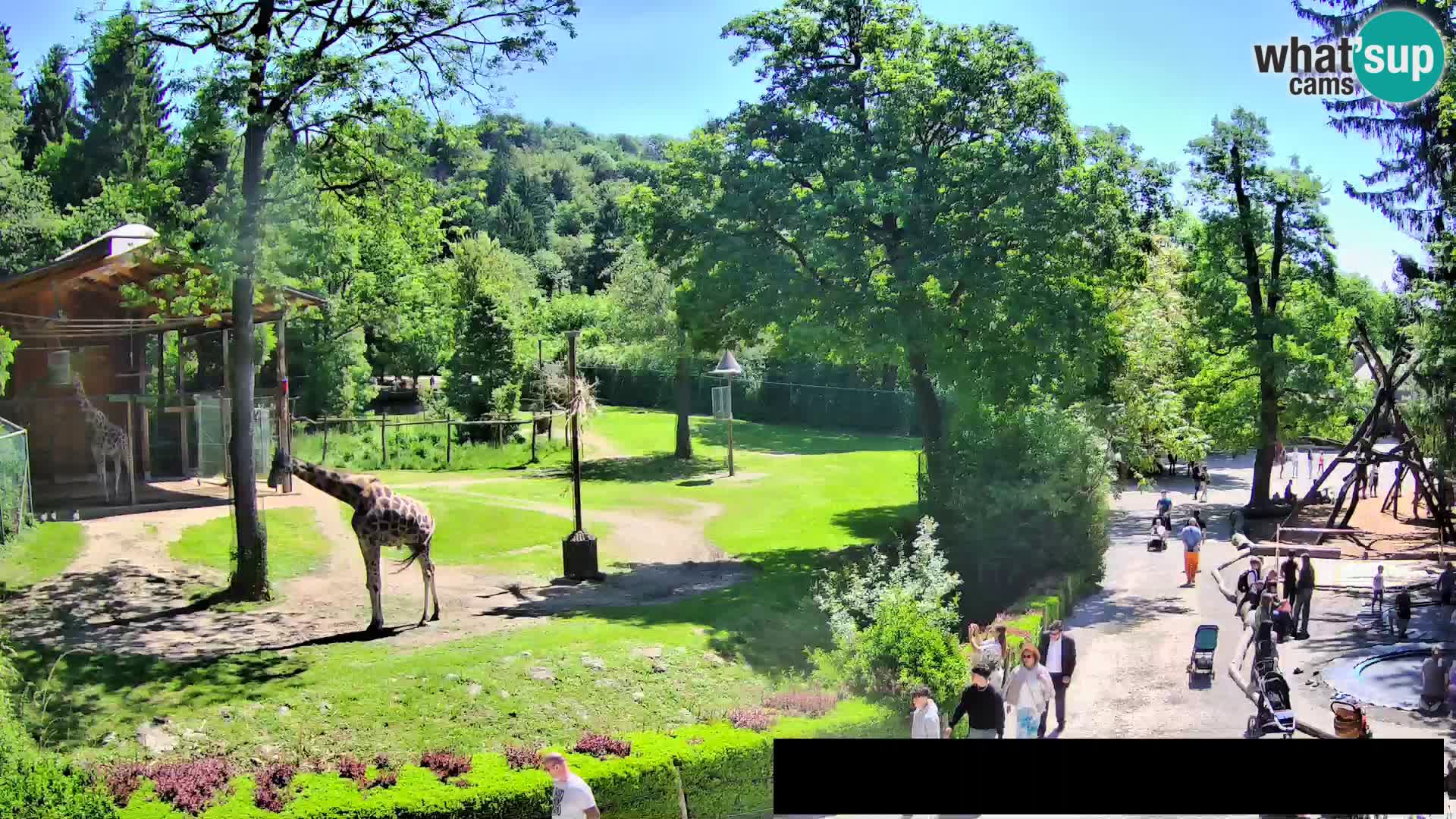 Webcam Zoo Ljubljana – Giraffes