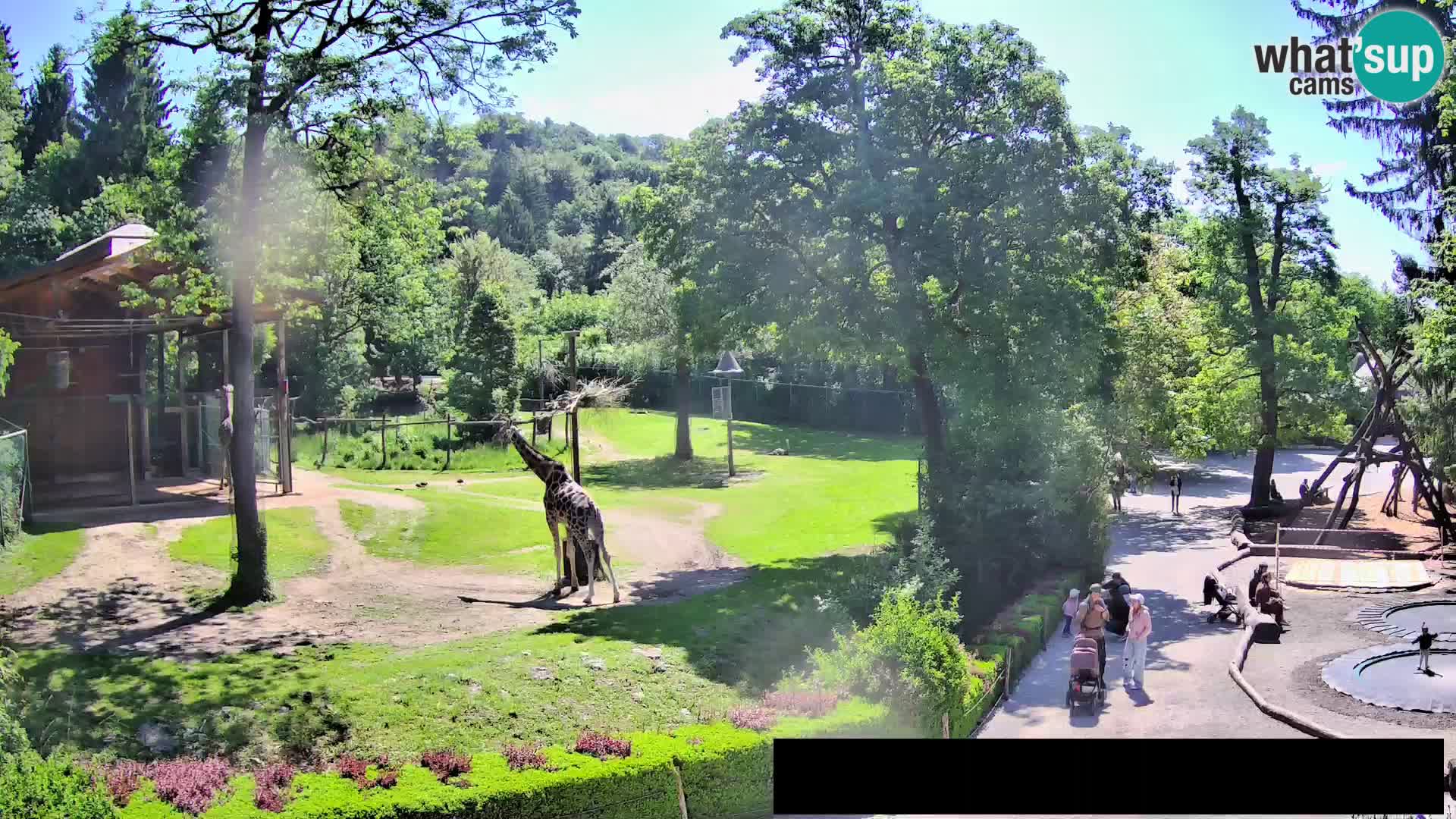 Webcam Zoo Ljubljana – Giraffes