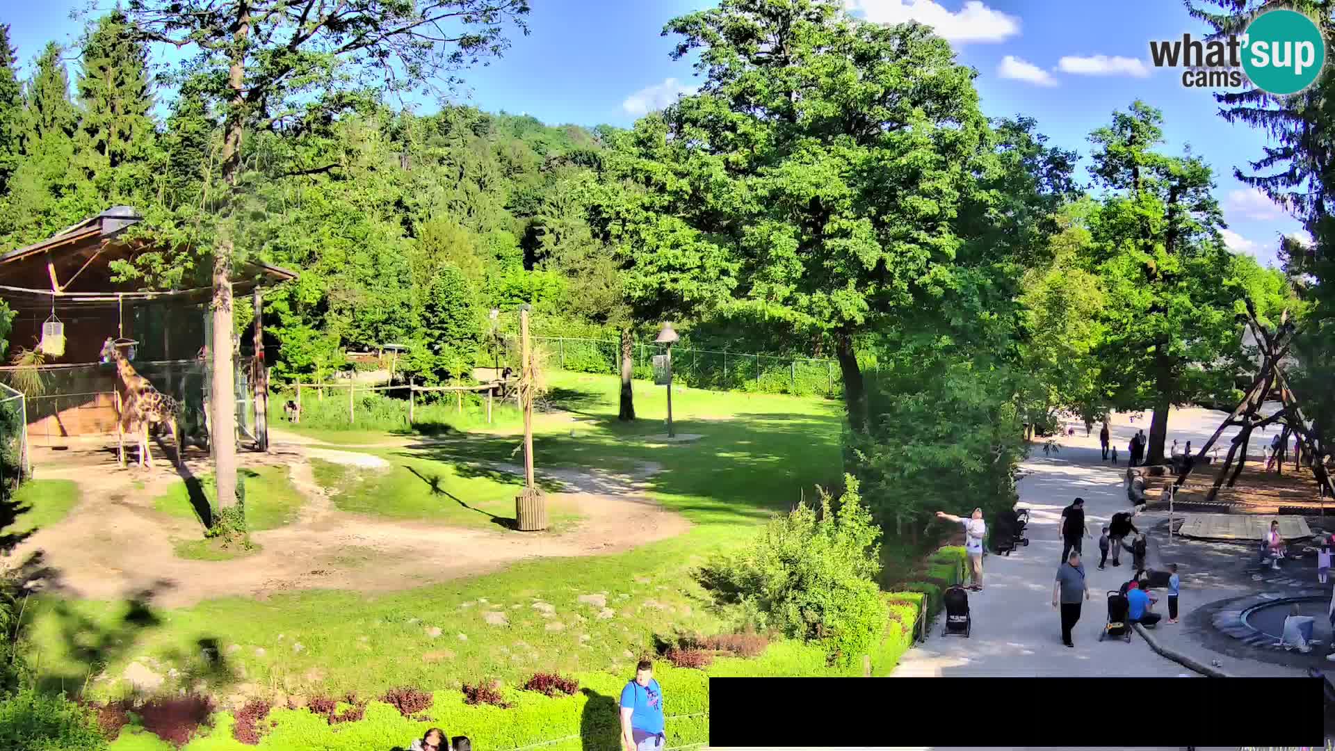 Webcam Zoo Ljubljana – Giraffes