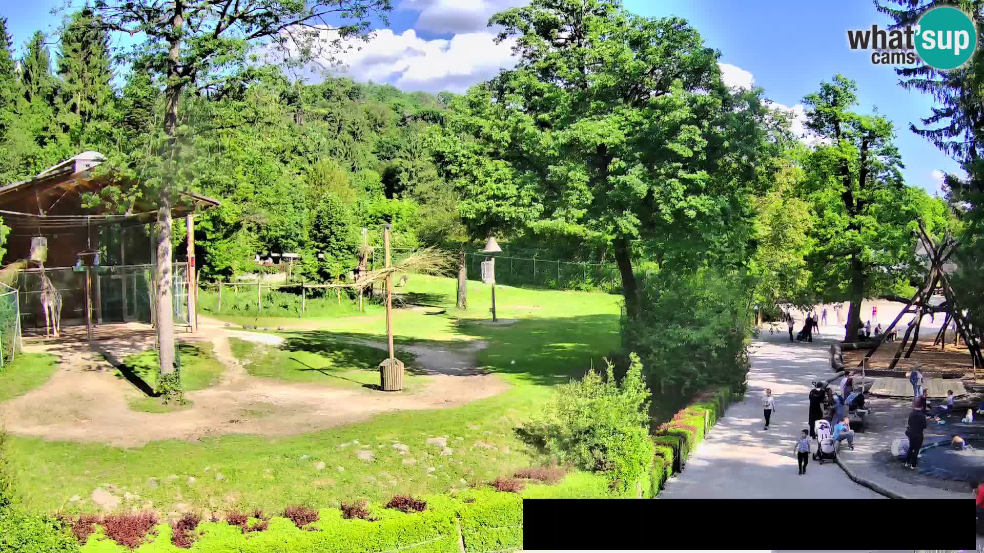 Webcam Zoo Ljubljana – Giraffes