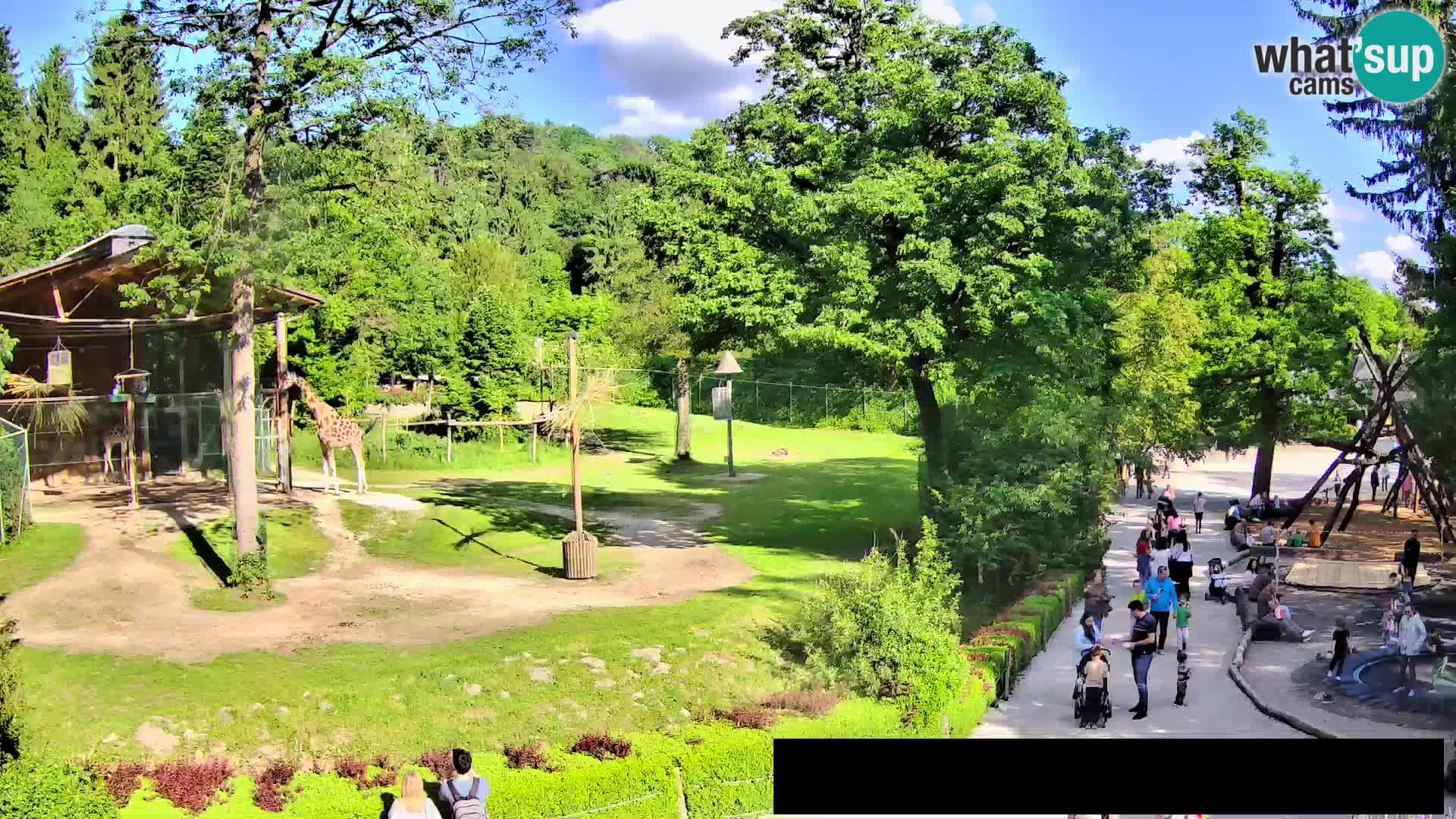 Webcam Zoo Ljubljana – Giraffes