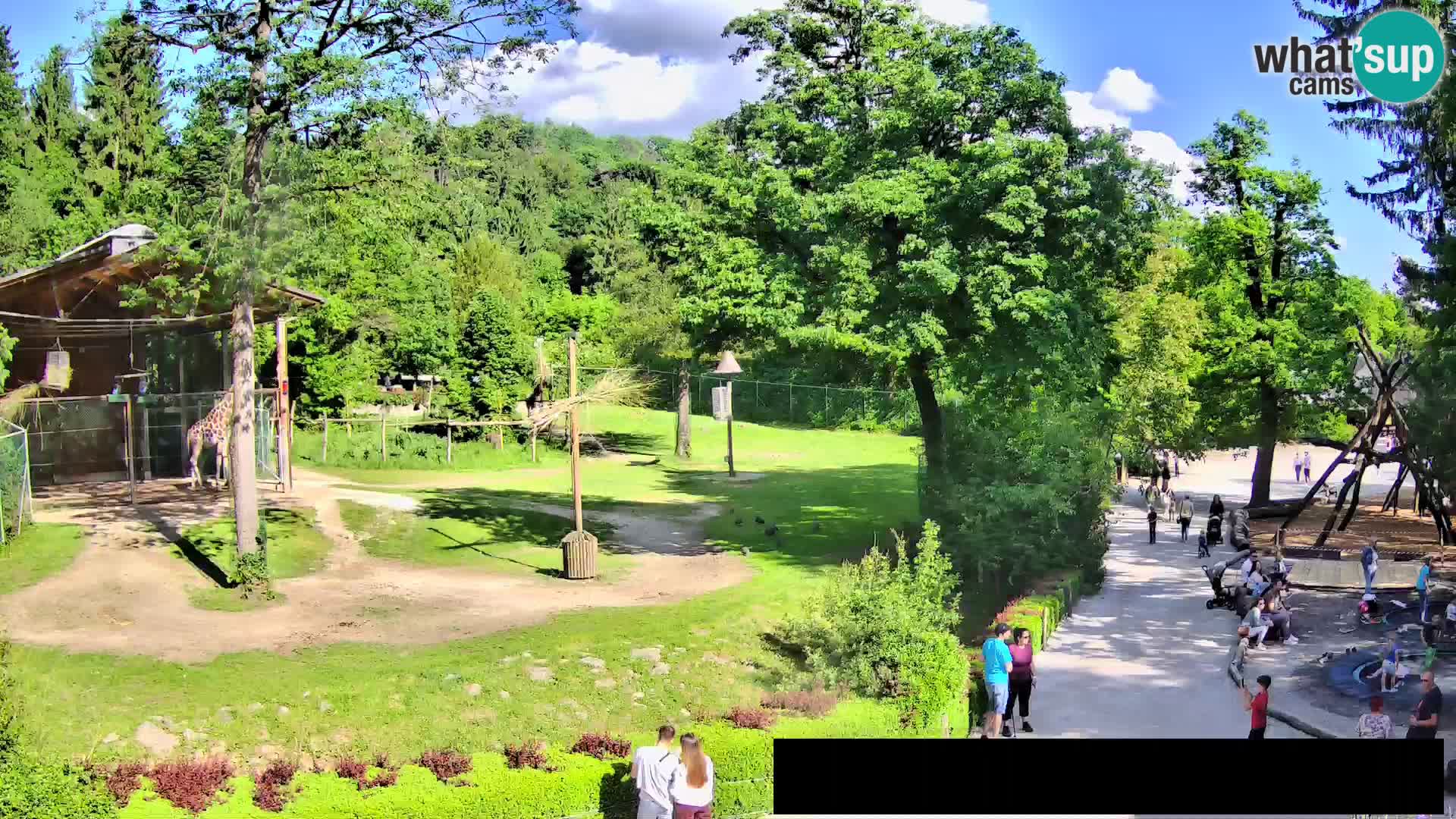 Web kamera Zoo Ljubljana – Žirafe