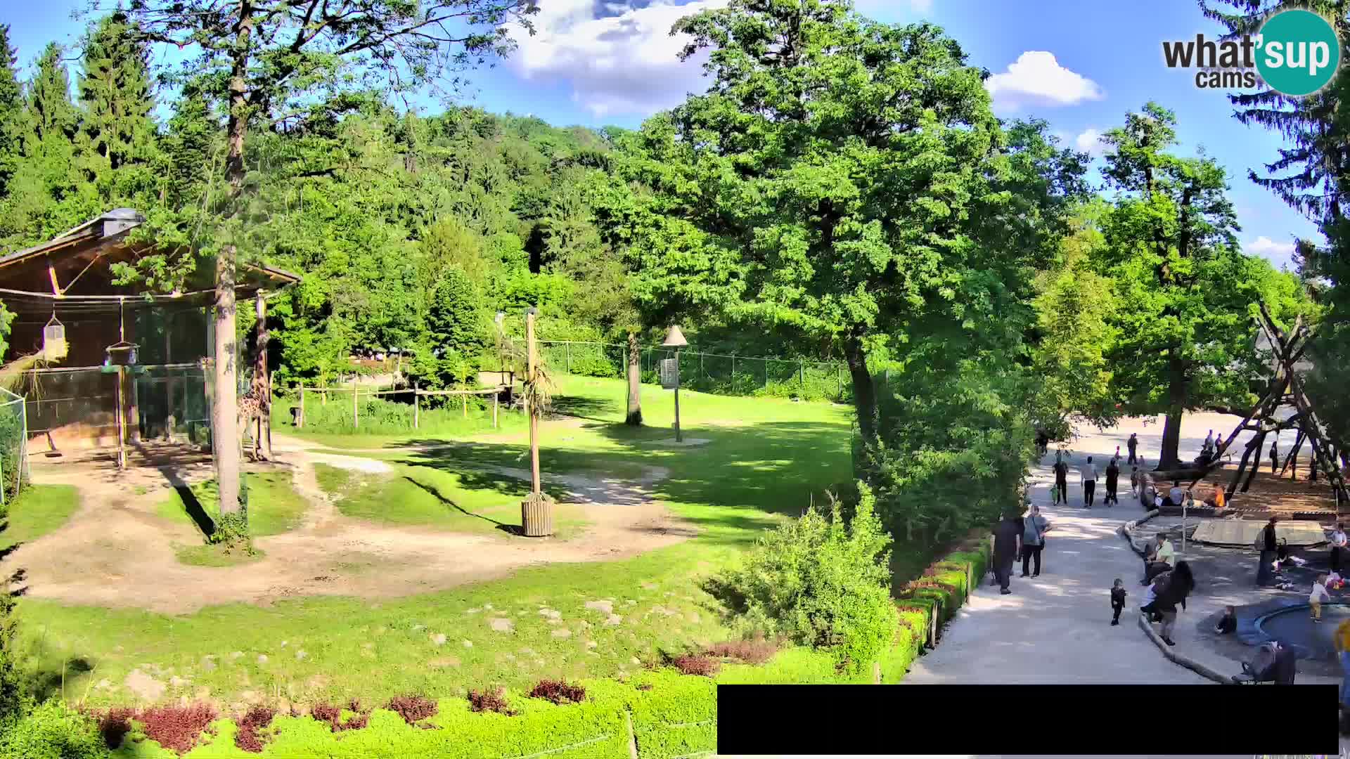 Webcam Zoo Ljubljana – Giraffen
