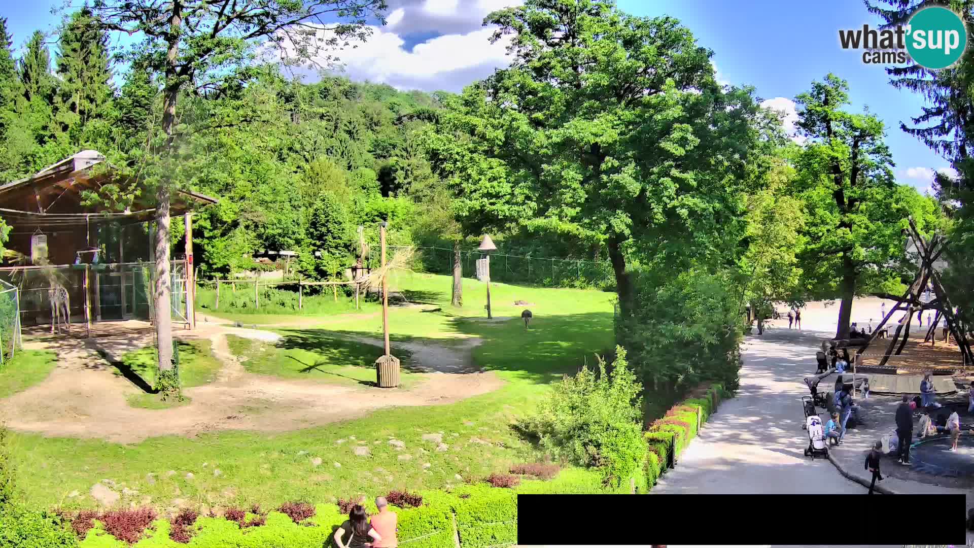 Webcam Zoo Ljubljana – Giraffes