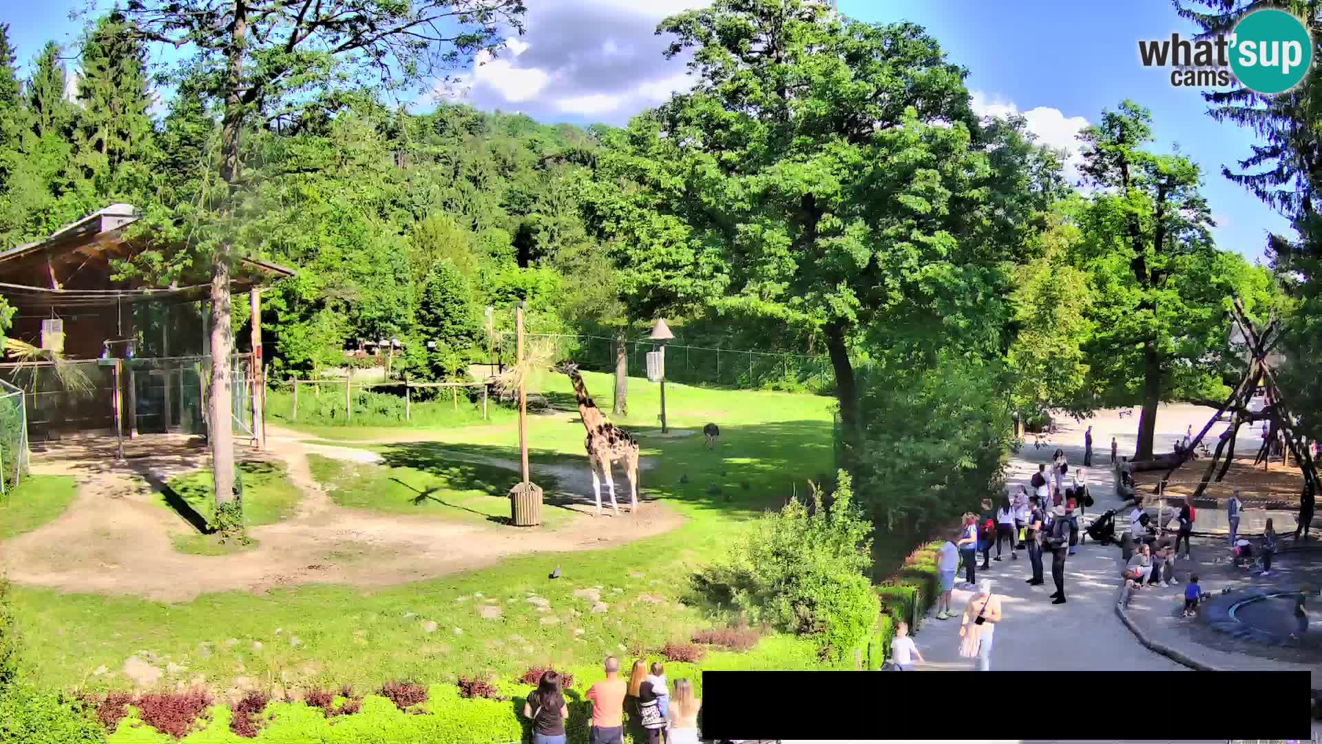 Webcam Zoo Ljubljana – Jirafas