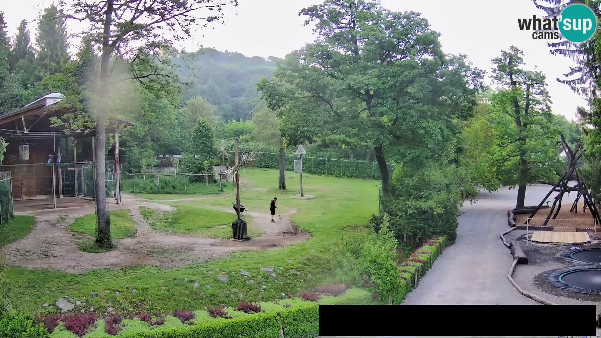Spletna kamera Živalski vrt Ljubljana – Žirafe