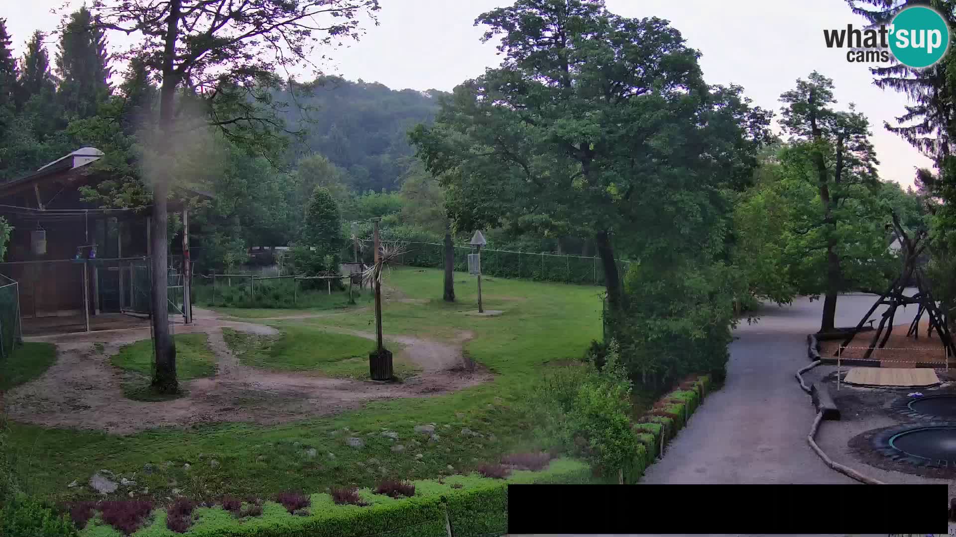 Webcam Zoo Ljubljana – Giraffes