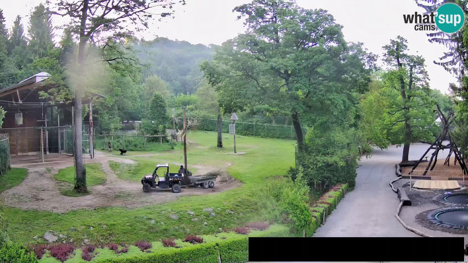 Webcam Zoo Ljubljana – Giraffes
