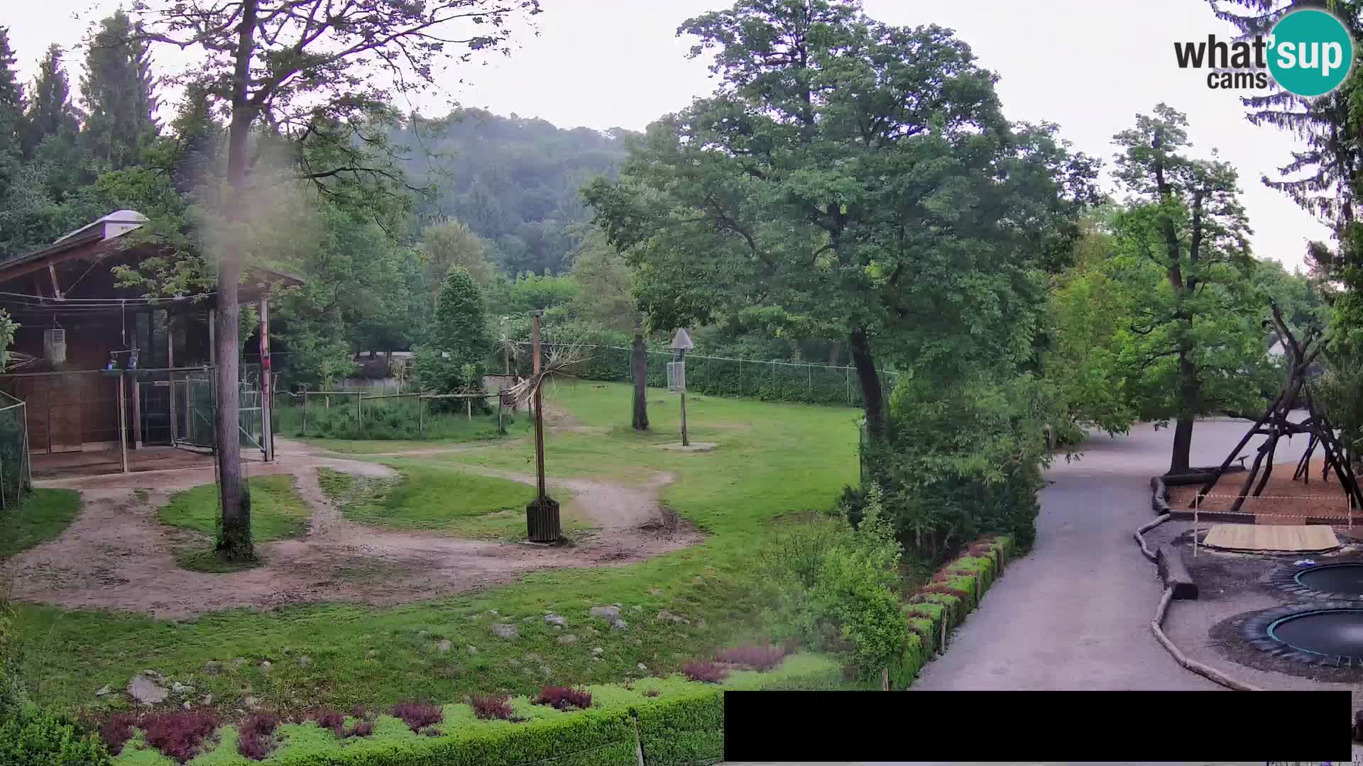Webcam Zoo Ljubljana – Jirafas