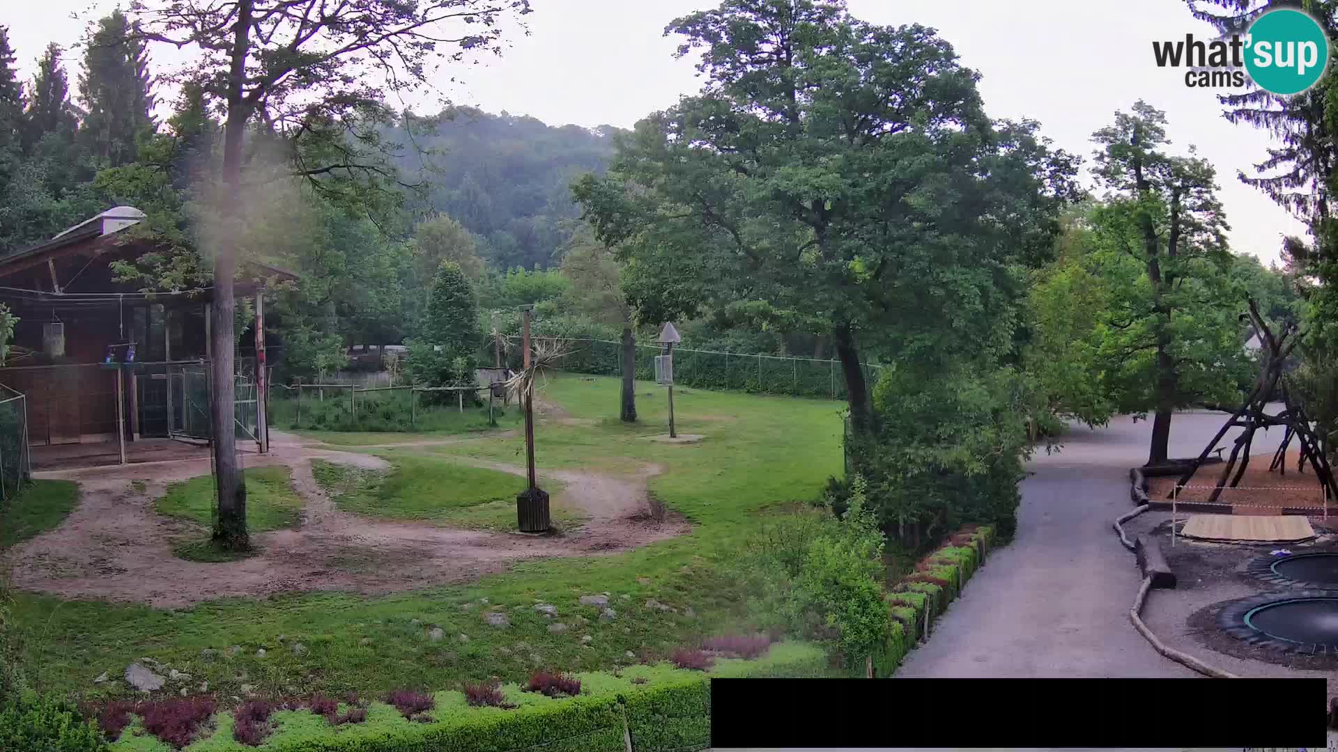 Spletna kamera Živalski vrt Ljubljana – Žirafe