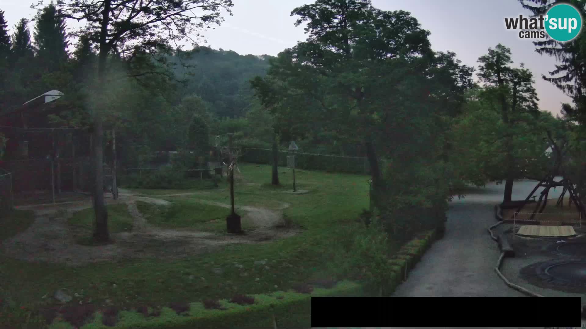 Webcam Zoo Ljubljana – Giraffes