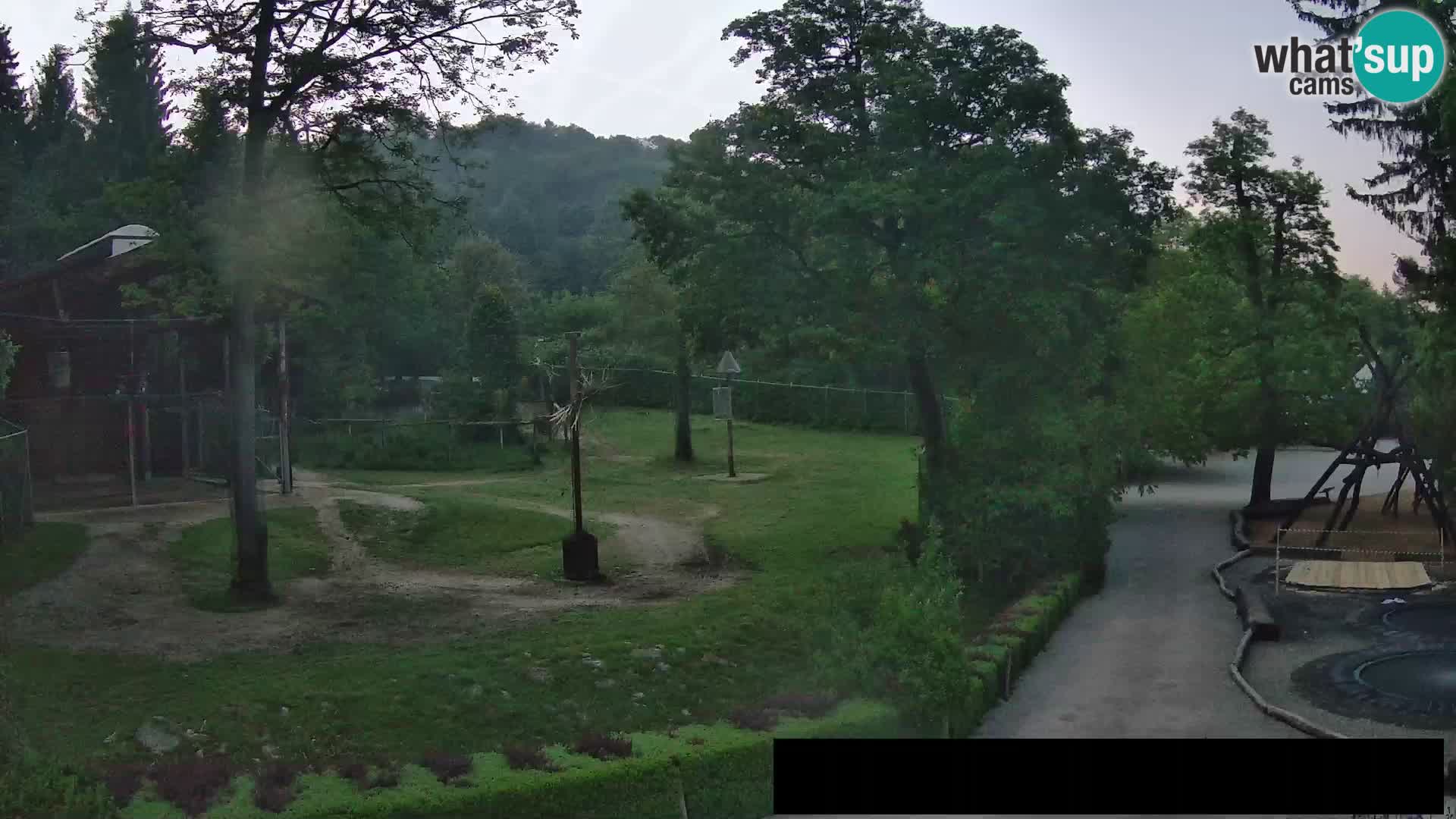 Webcam Zoo Ljubljana – Giraffes