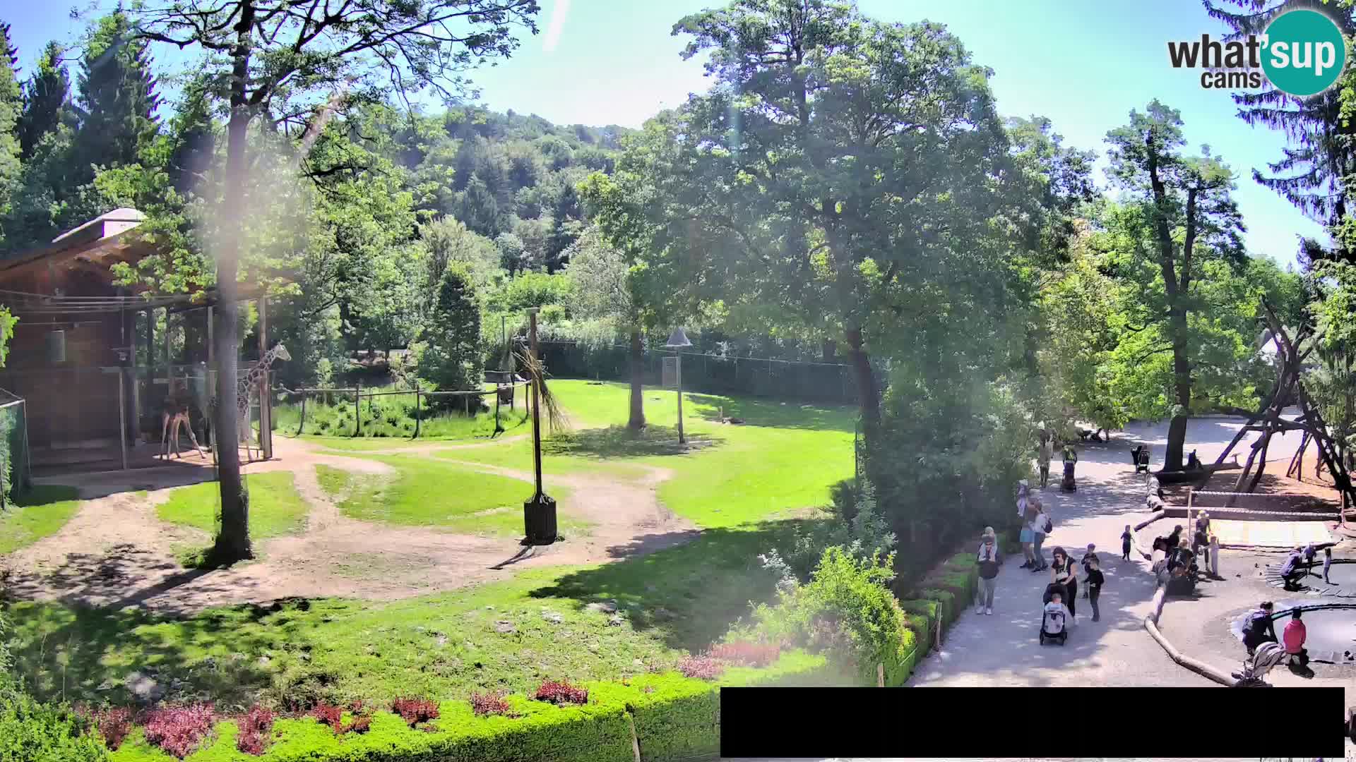 Webcam Zoo Ljubljana – Giraffes