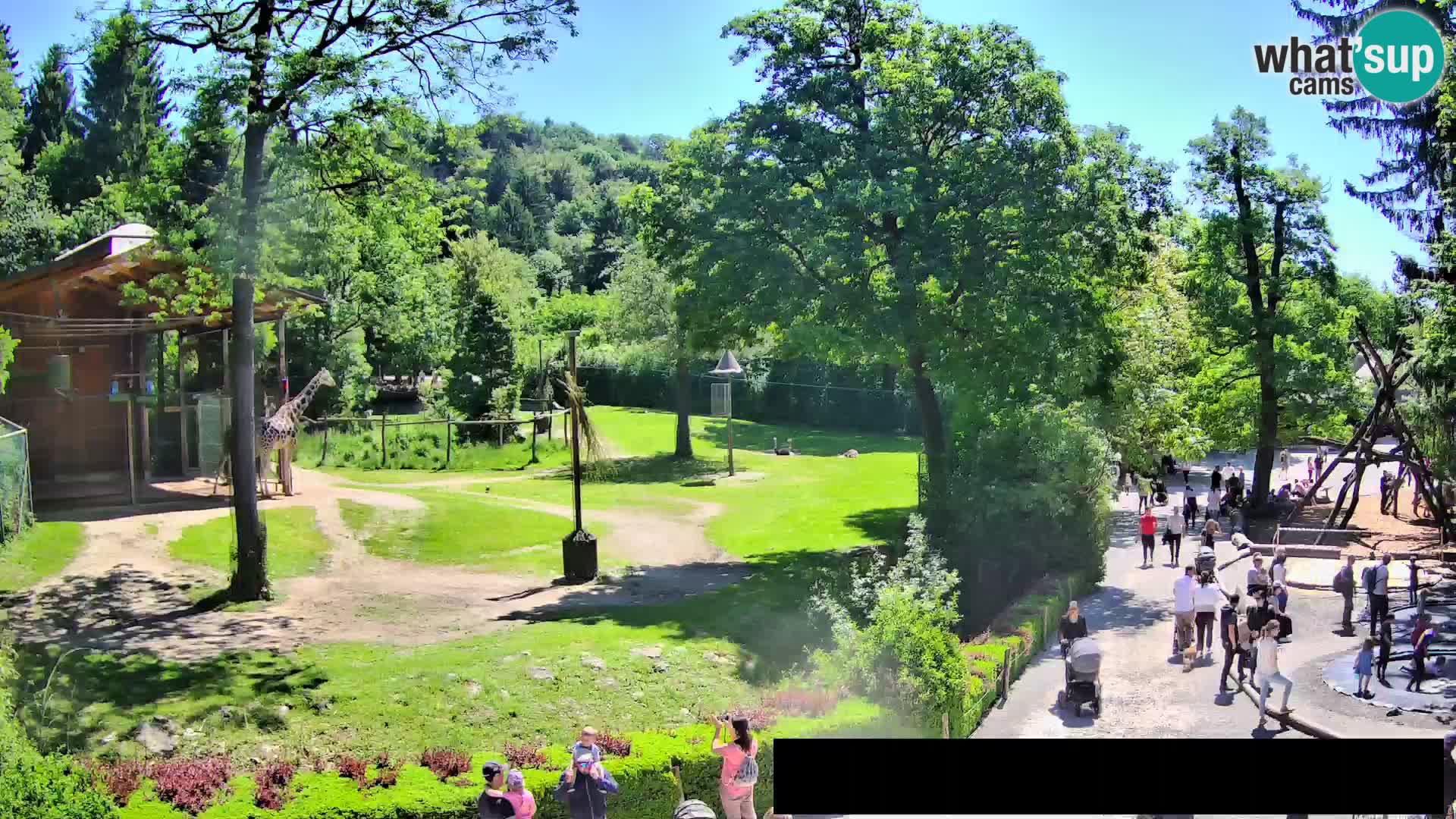 Webcam Zoo Ljubljana – Giraffes