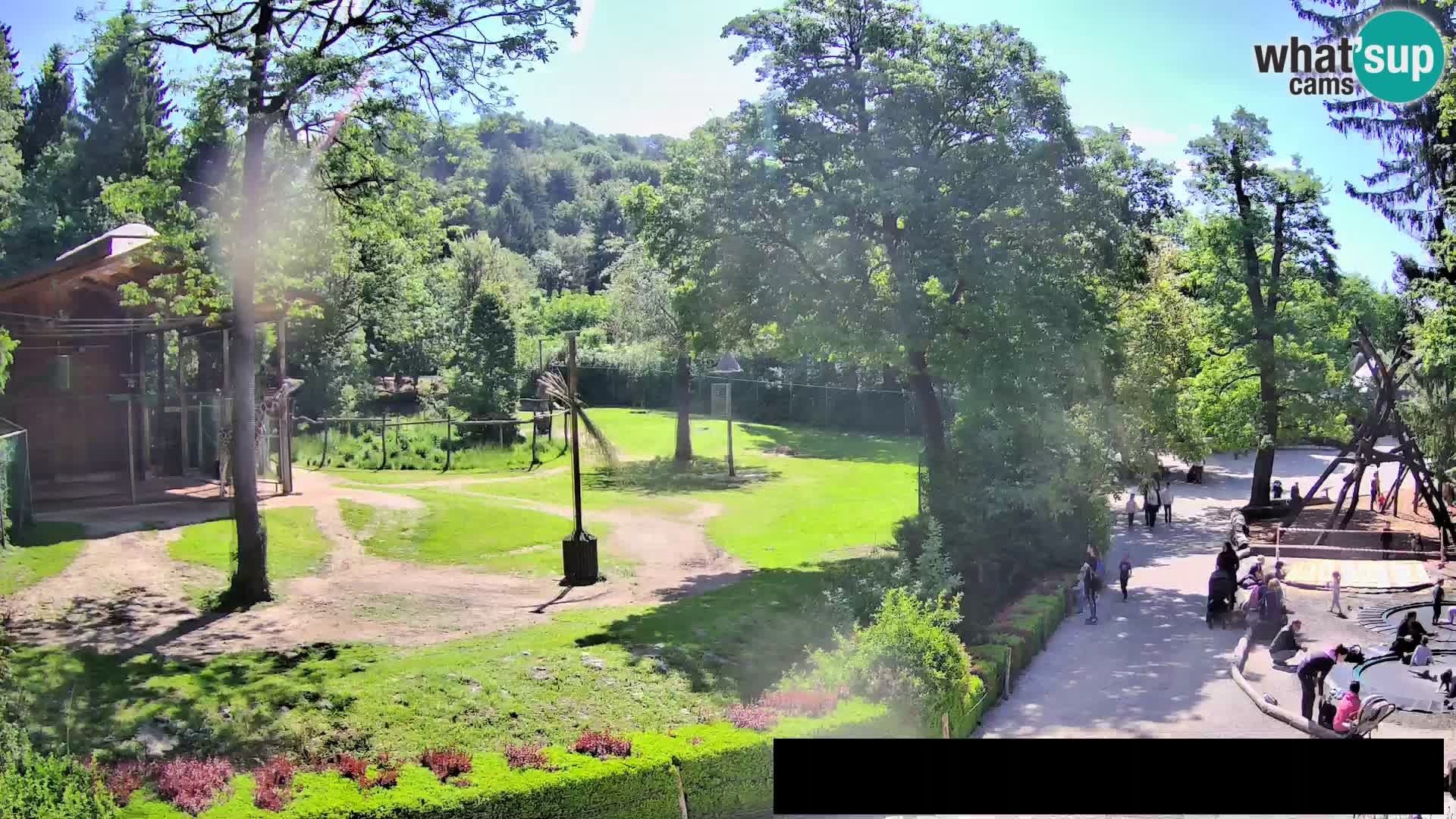 Web kamera Zoo Ljubljana – Žirafe
