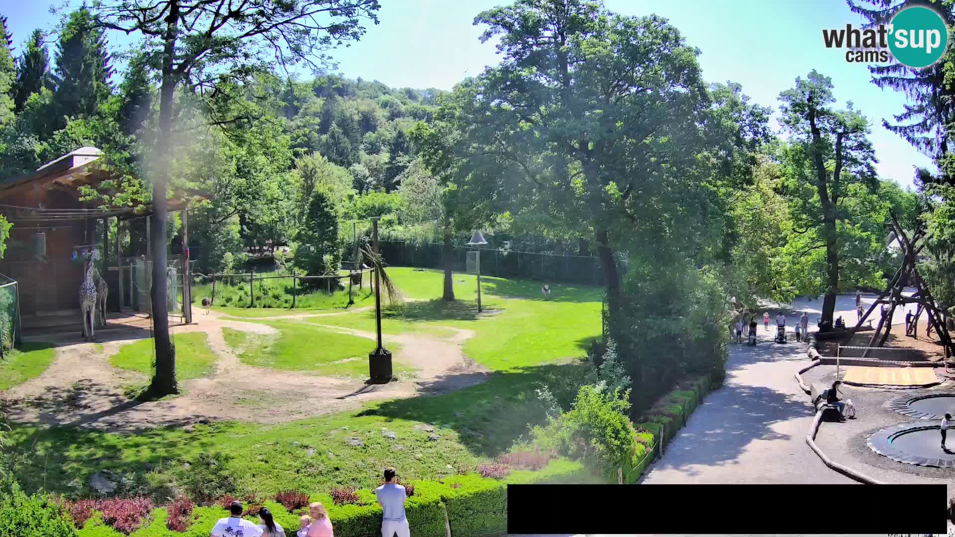 Webcam Zoo Ljubljana – Giraffes