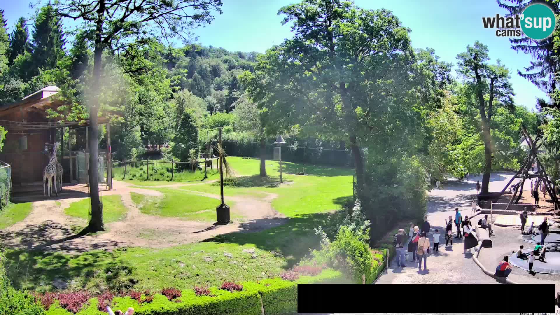 Webcam live Zoo Lubiana – Giraffe