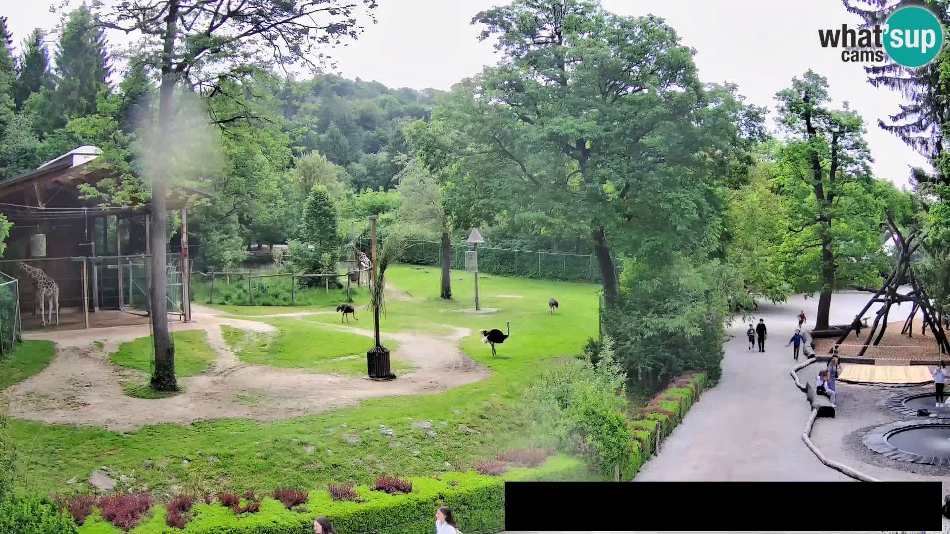 Webcam Zoo Ljubljana – Giraffes