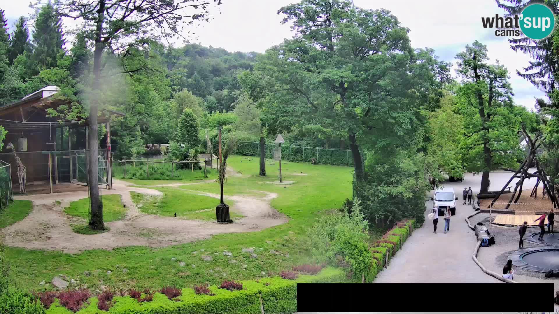 Webcam Zoo Ljubljana – Giraffes