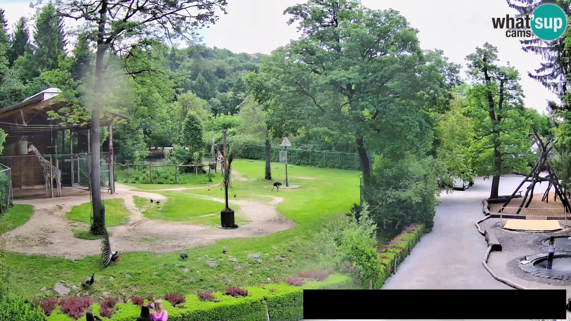 Webcam Zoo Ljubljana – Giraffen