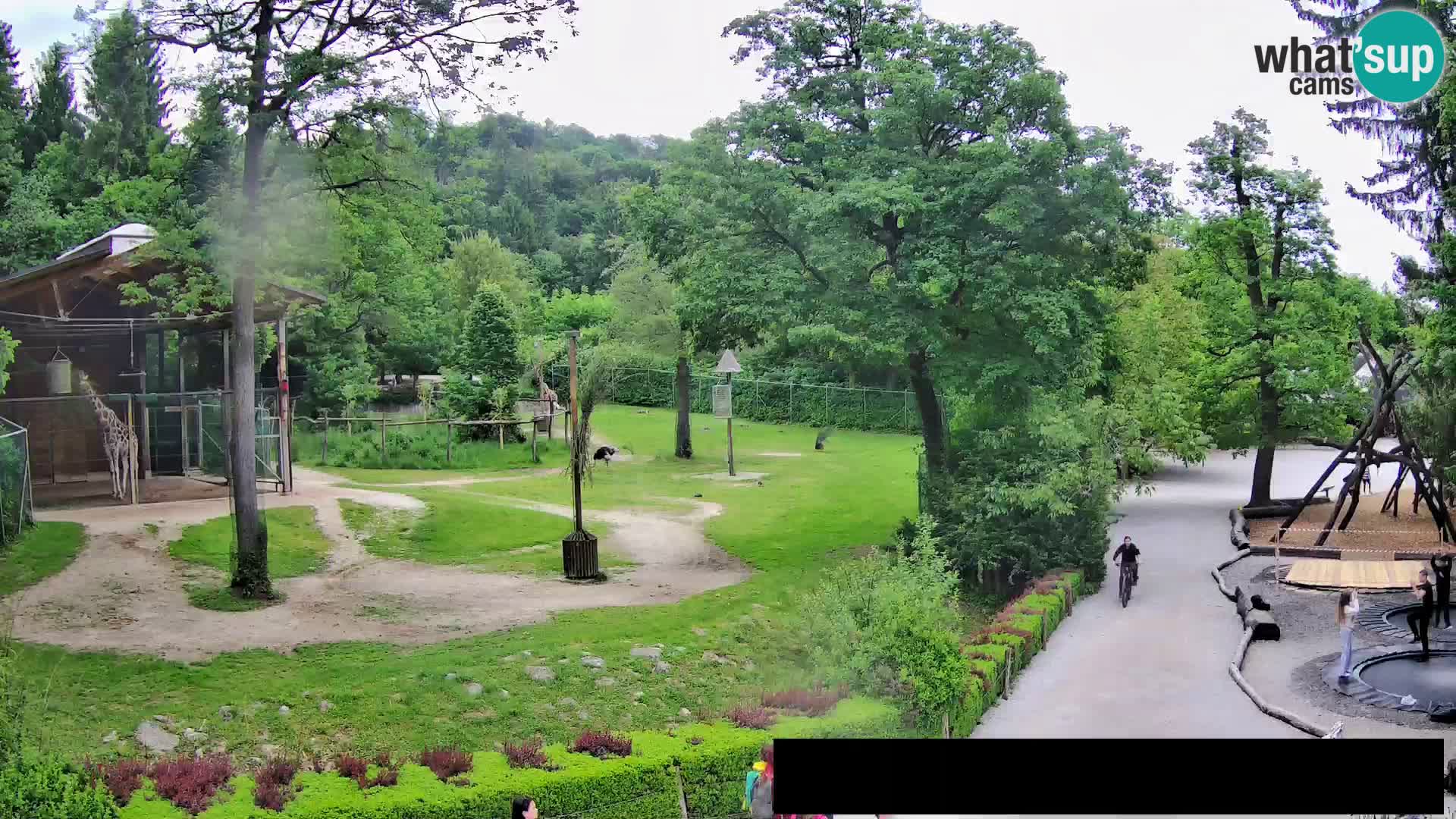 Web kamera Zoo Ljubljana – Žirafe