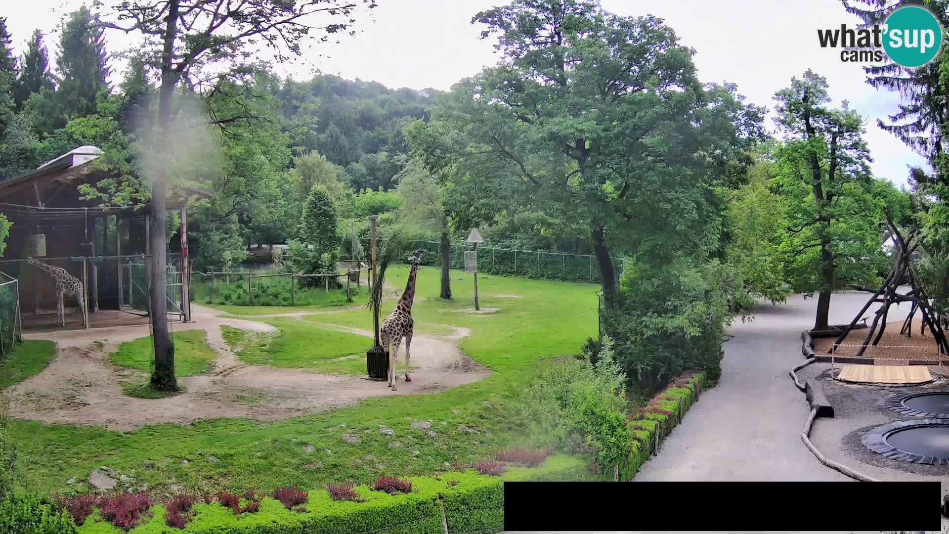 Webcam Zoo Ljubljana – Giraffes