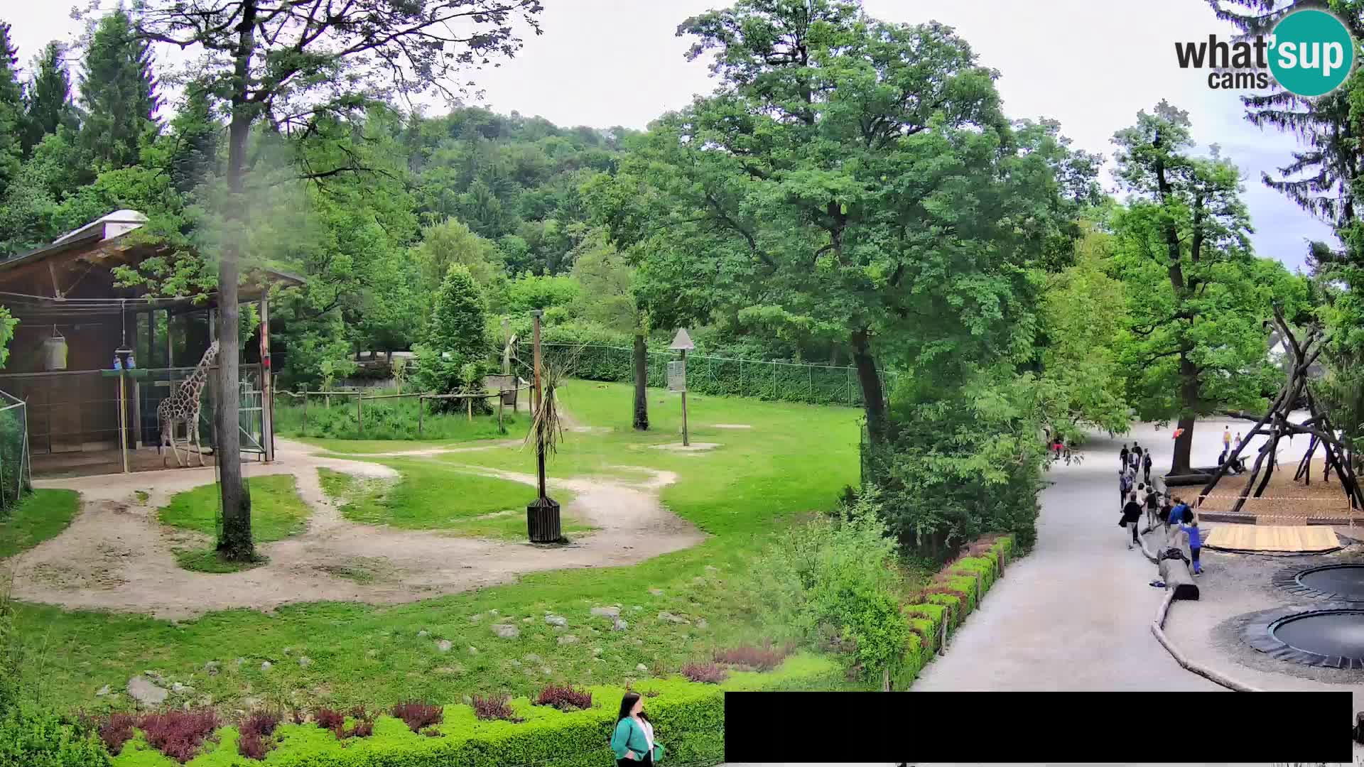 Webcam Zoo Ljubljana – Giraffen