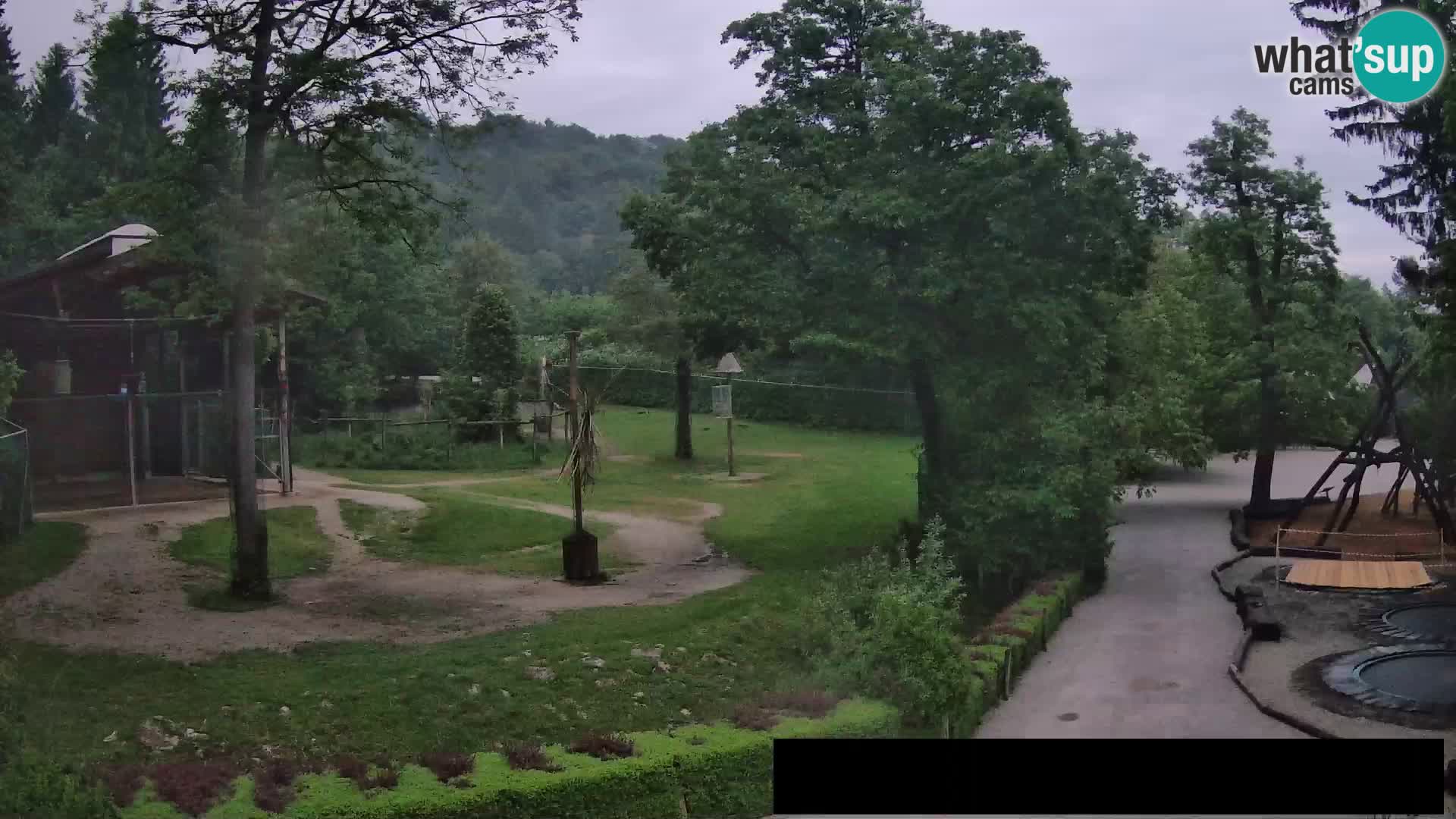 Webcam Zoo Ljubljana – Giraffes