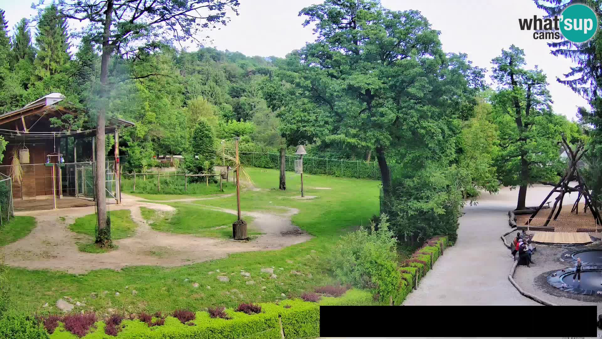 Webcam live Zoo Lubiana – Giraffe