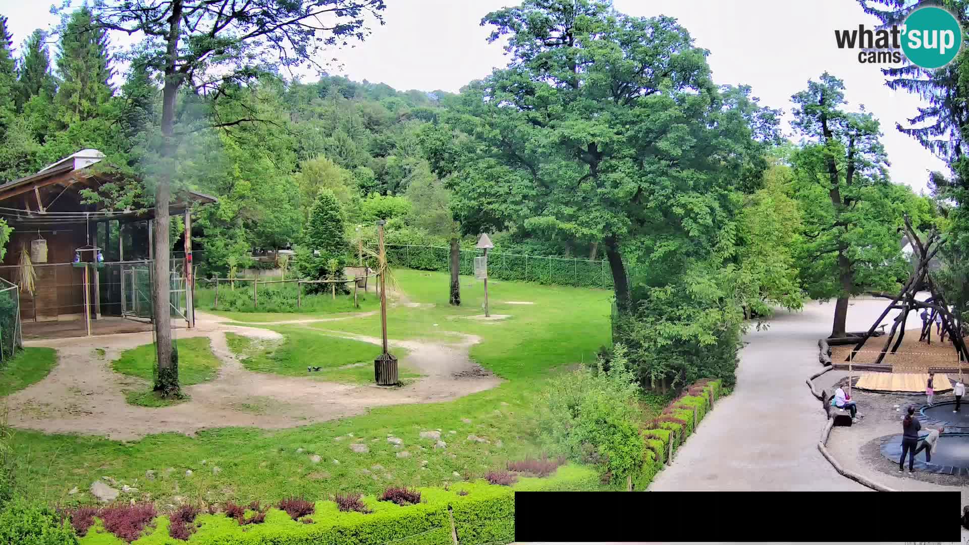 Spletna kamera Živalski vrt Ljubljana – Žirafe