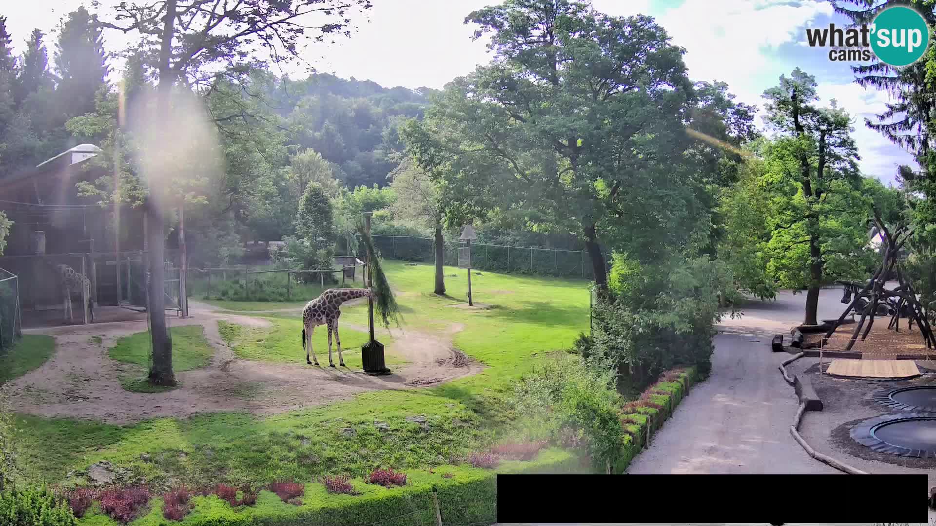 Webcam Zoo Ljubljana – Giraffes
