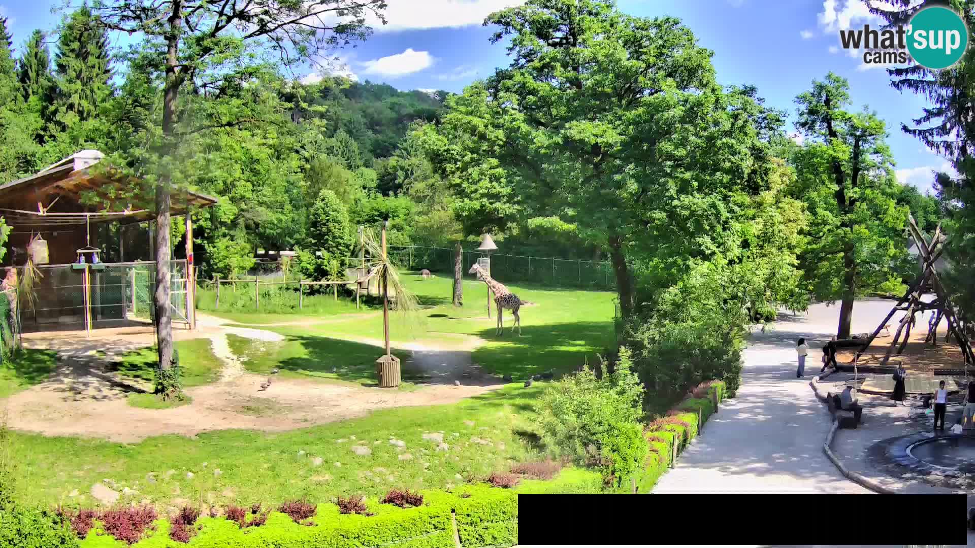 Webcam live Zoo Lubiana – Giraffe